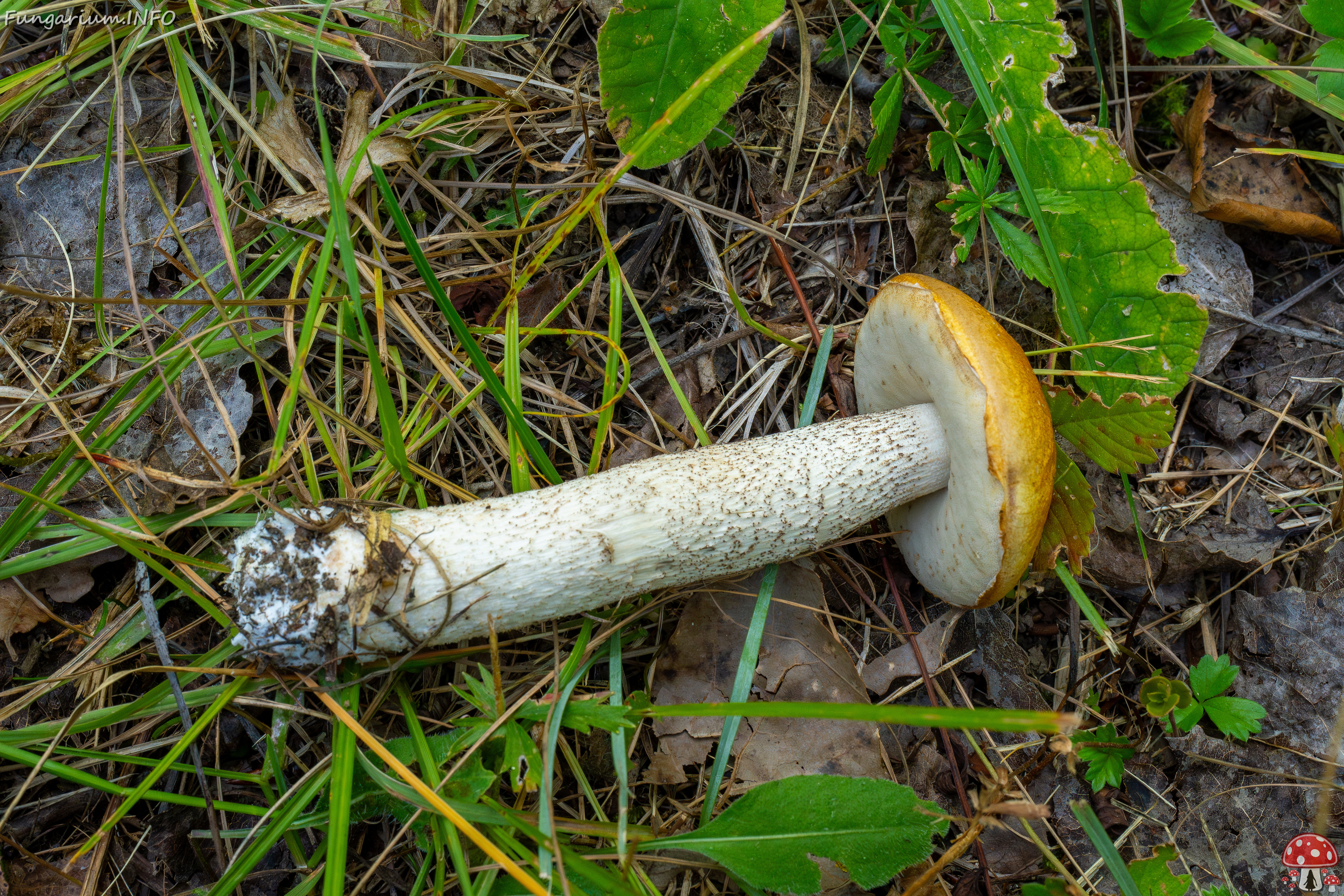 leccinum-albostipitatum_2-8 