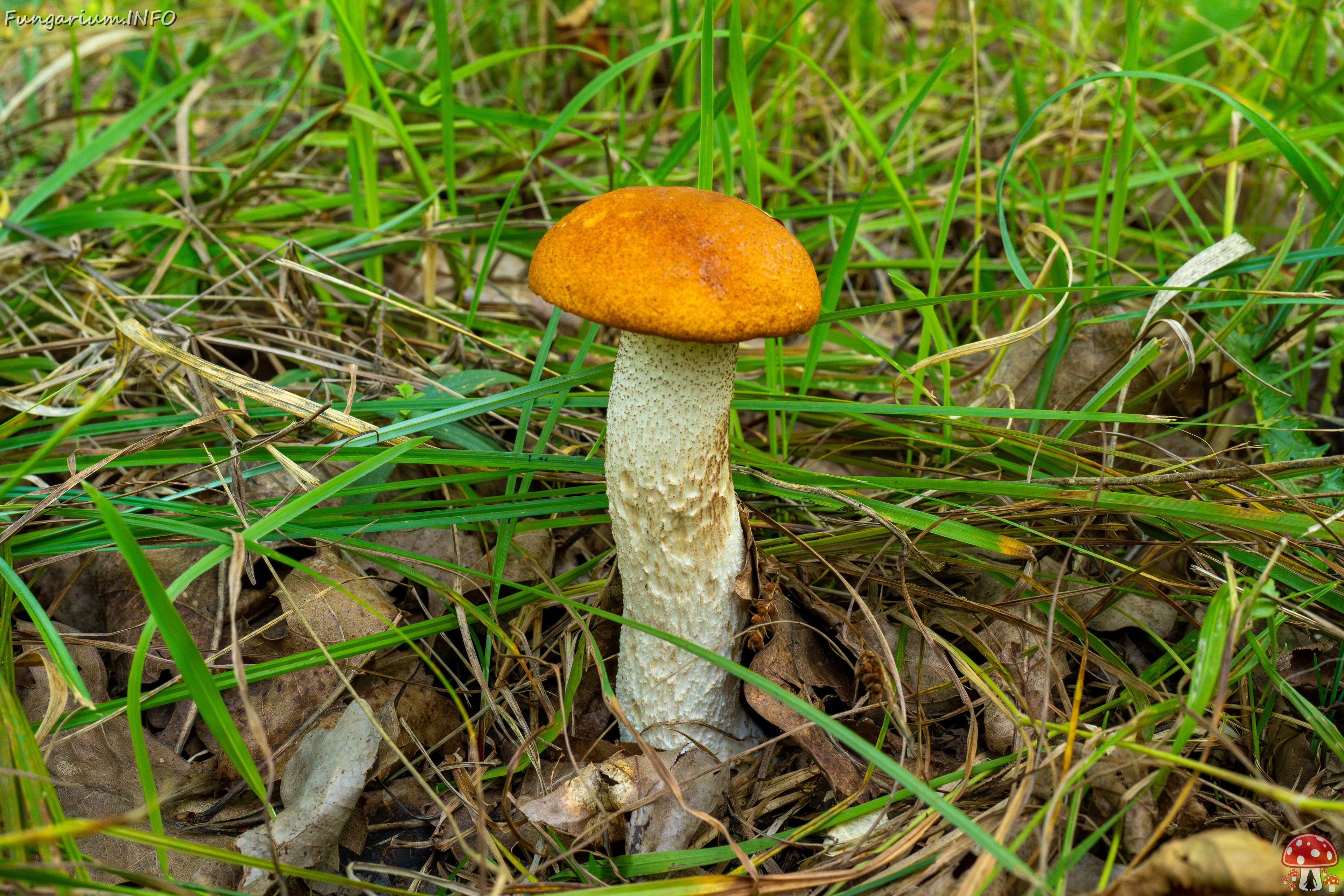 leccinum-albostipitatum_3-1 