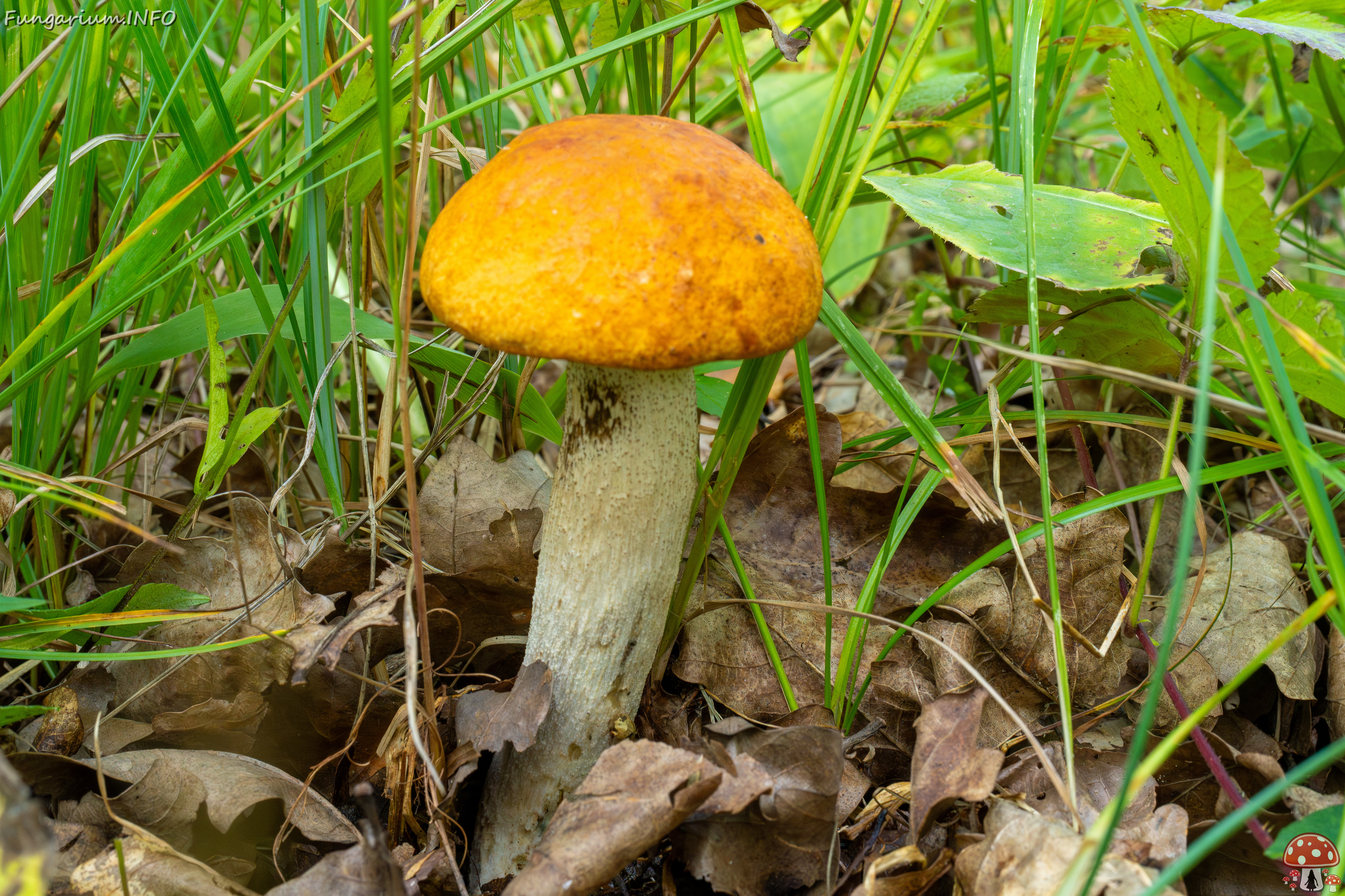 leccinum-albostipitatum_3-10 