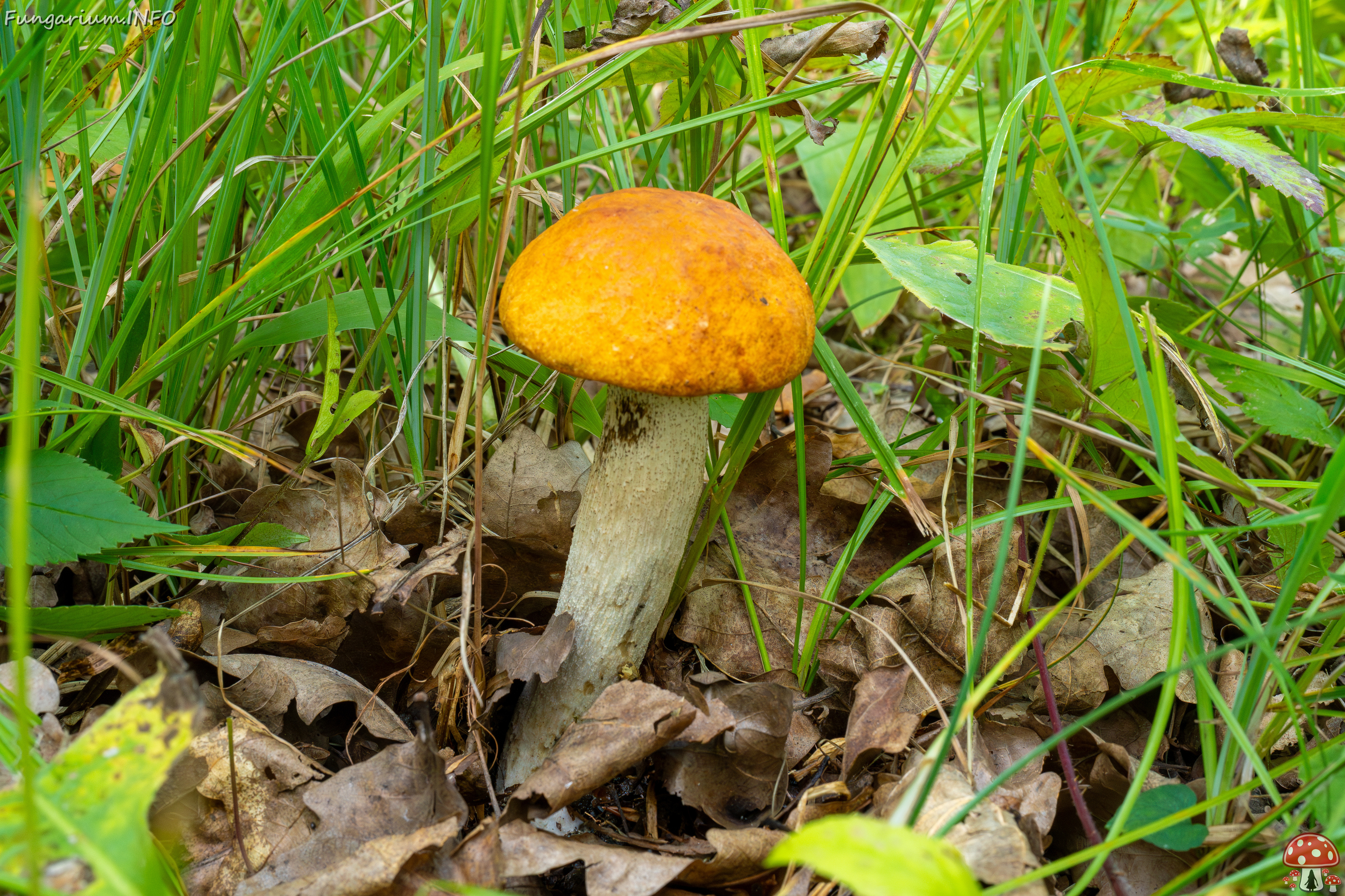 leccinum-albostipitatum_3-11 