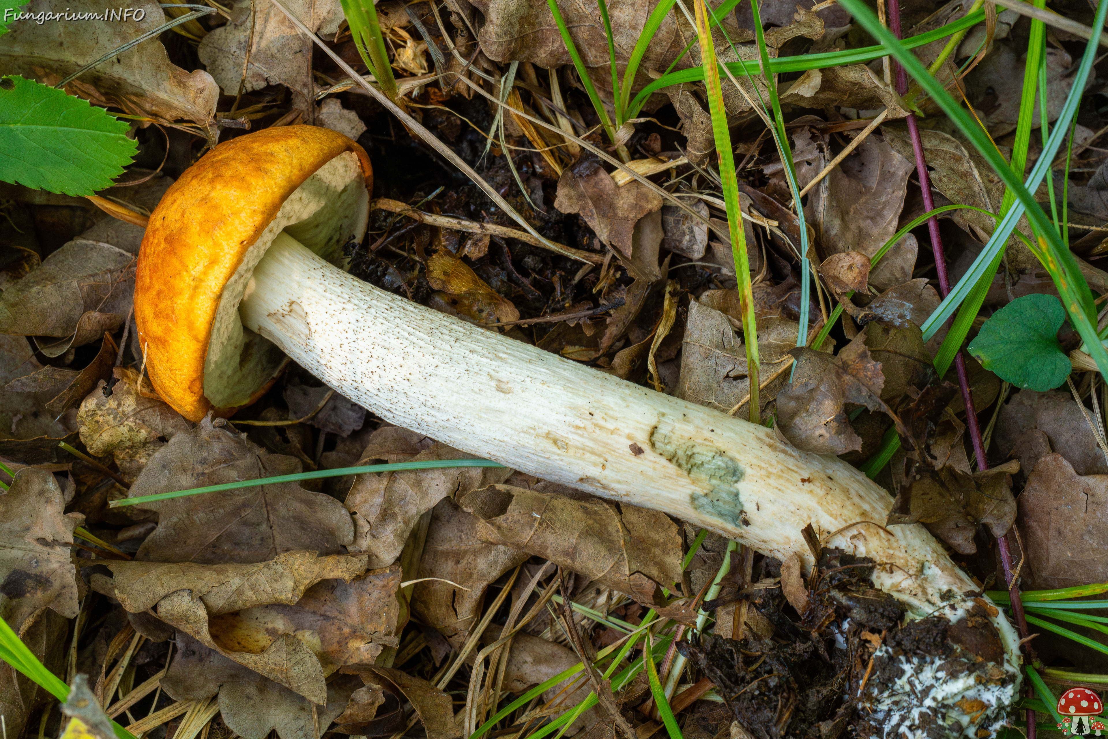leccinum-albostipitatum_3-12 