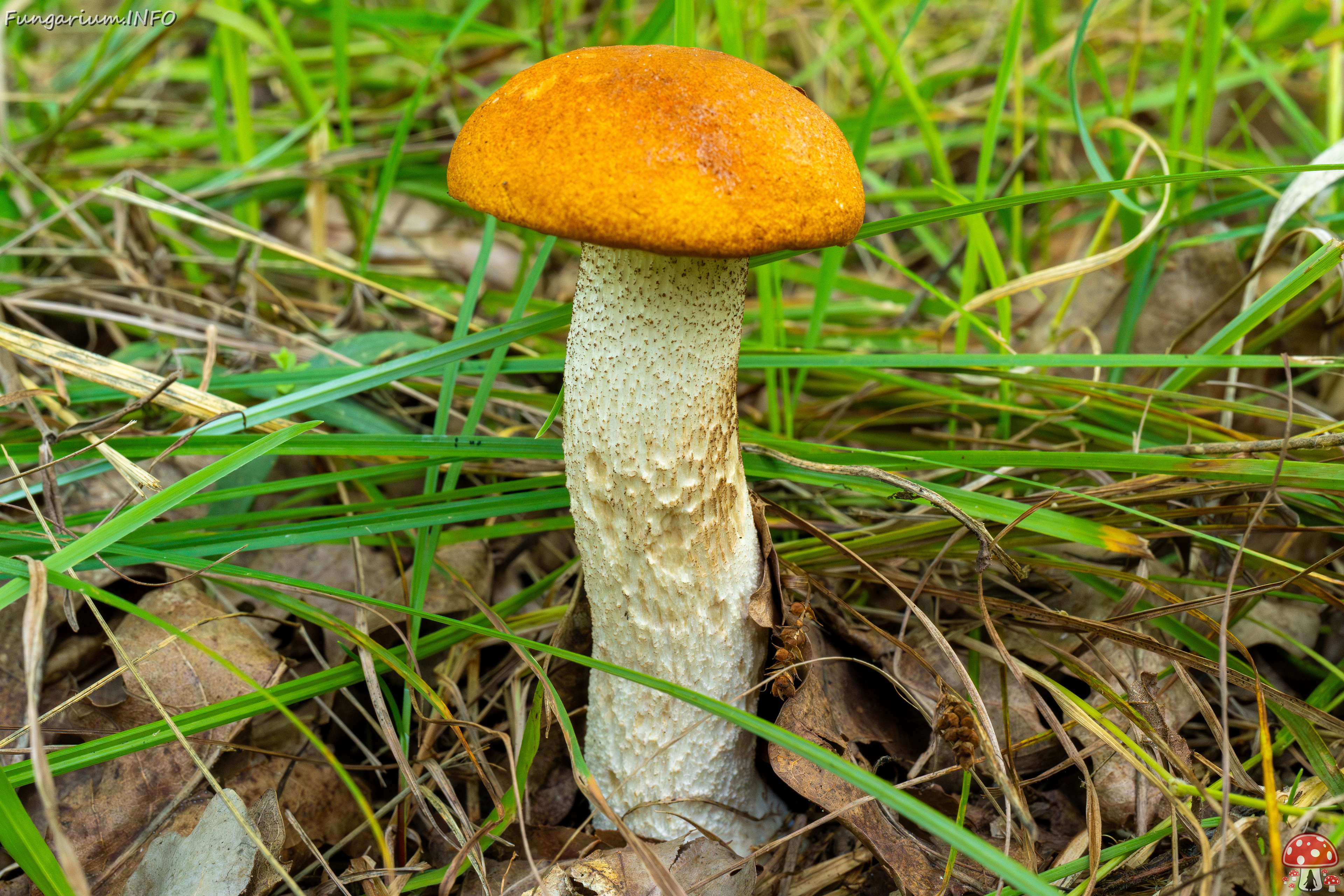 leccinum-albostipitatum_3-2 