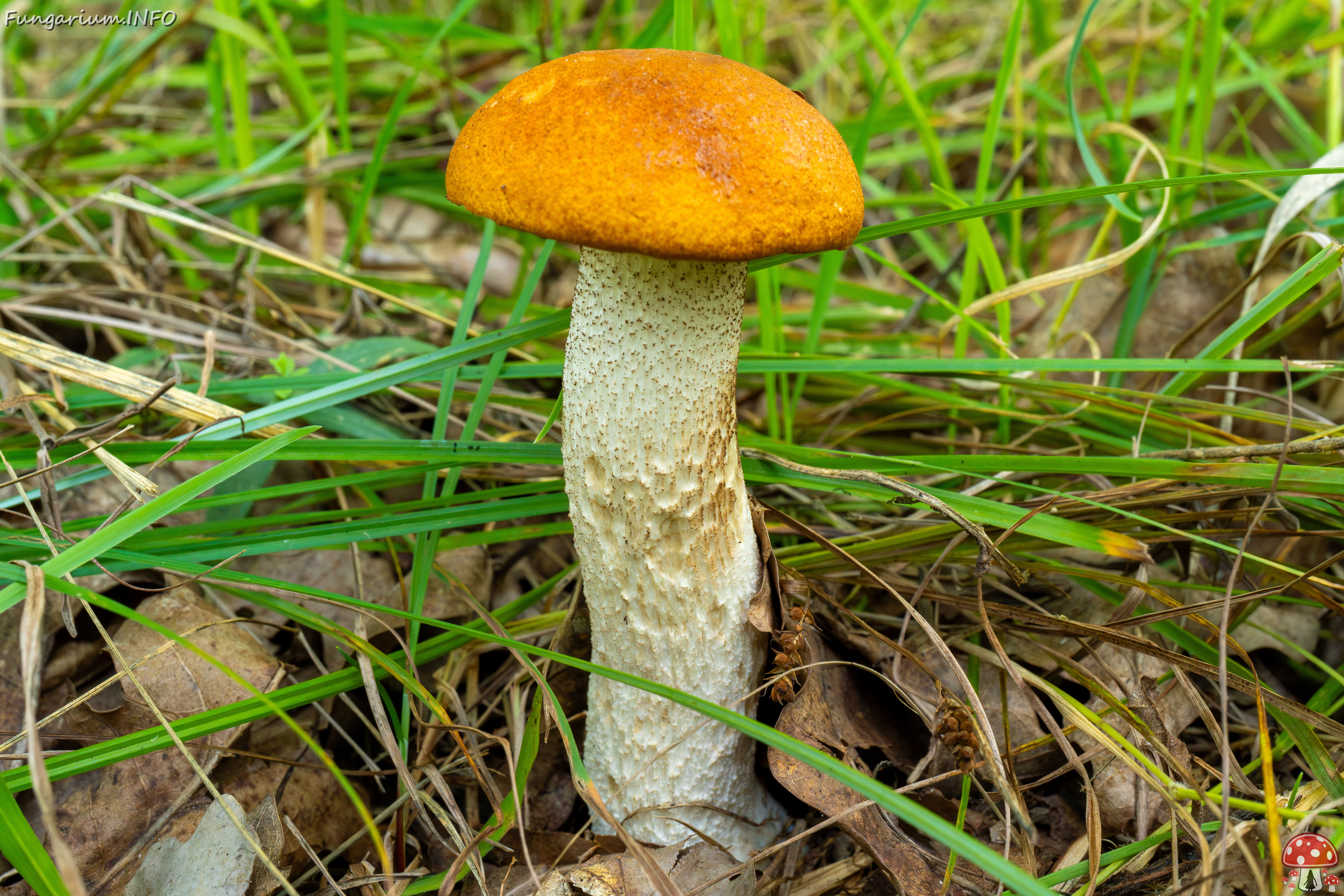 leccinum-albostipitatum_3-3 