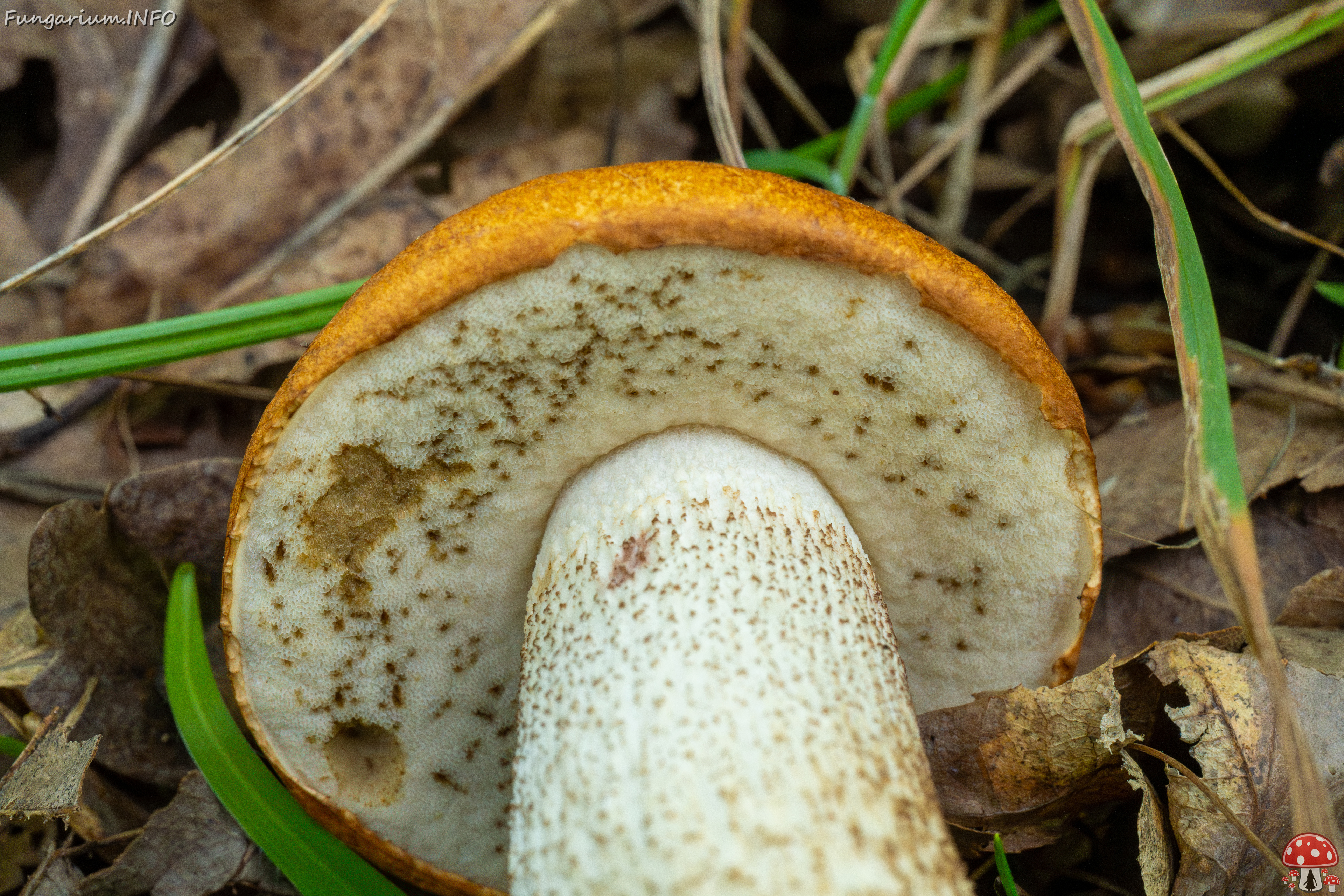 leccinum-albostipitatum_3-8 