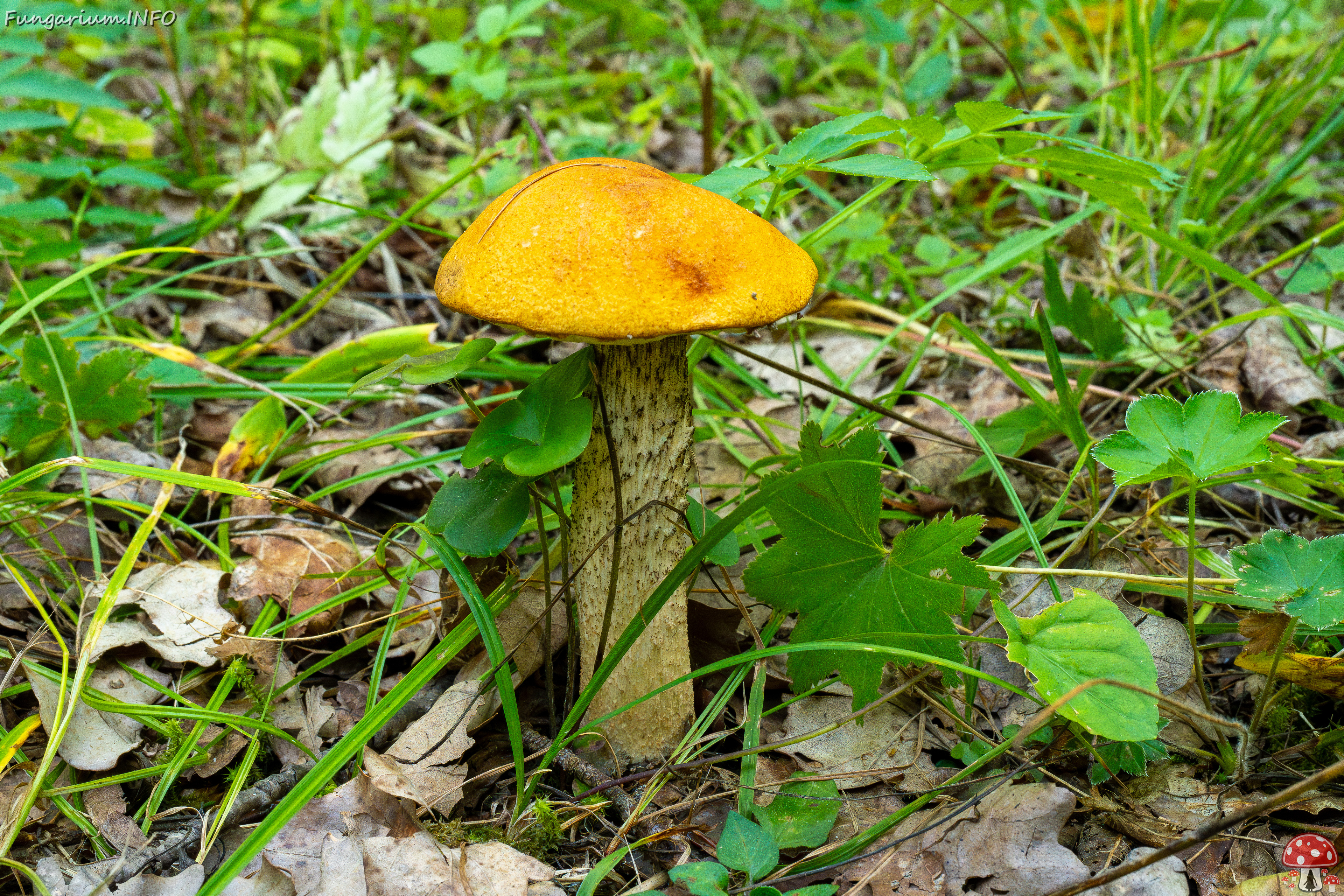 leccinum-albostipitatum_4-1 