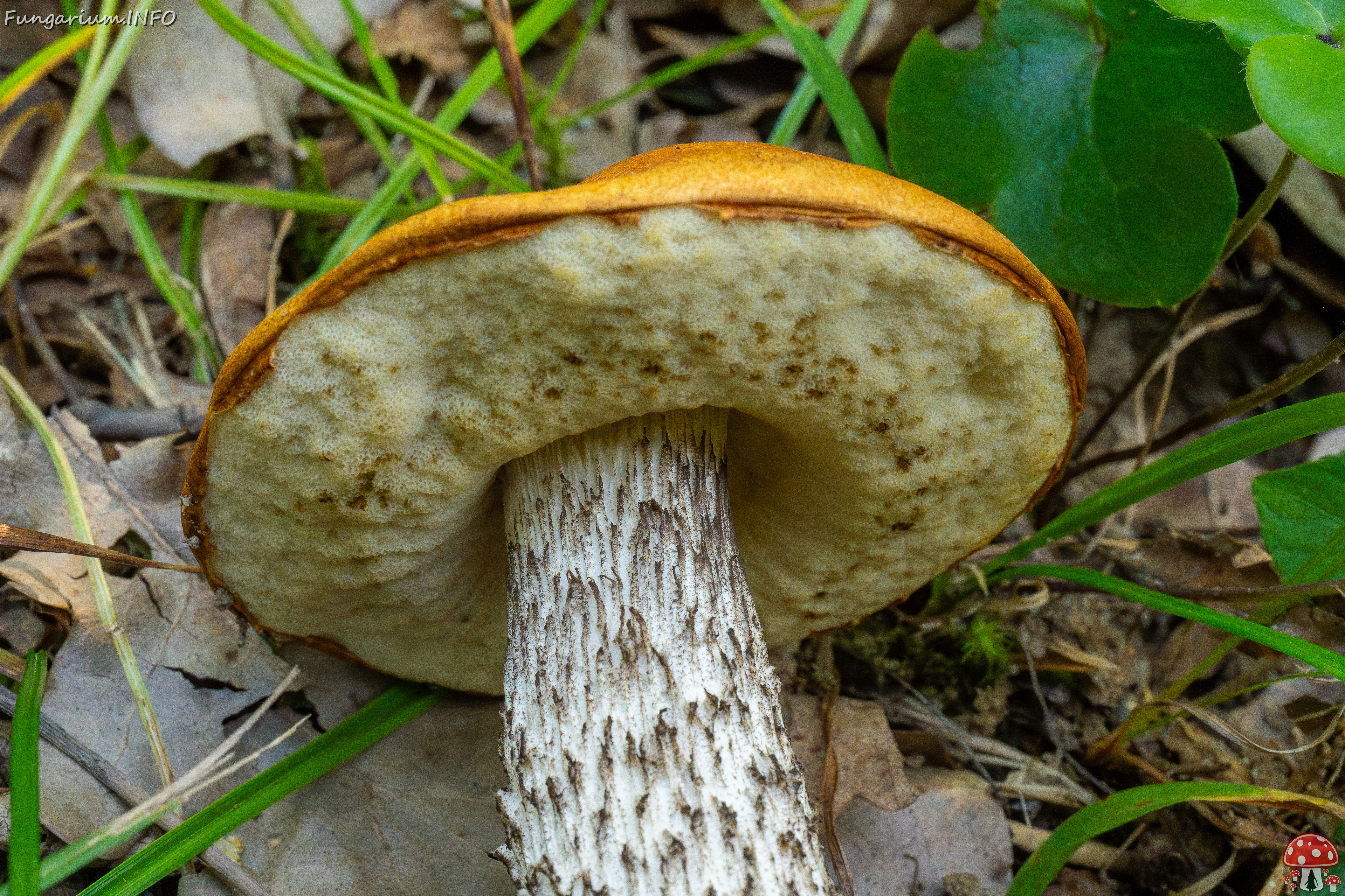 leccinum-albostipitatum_4-10 