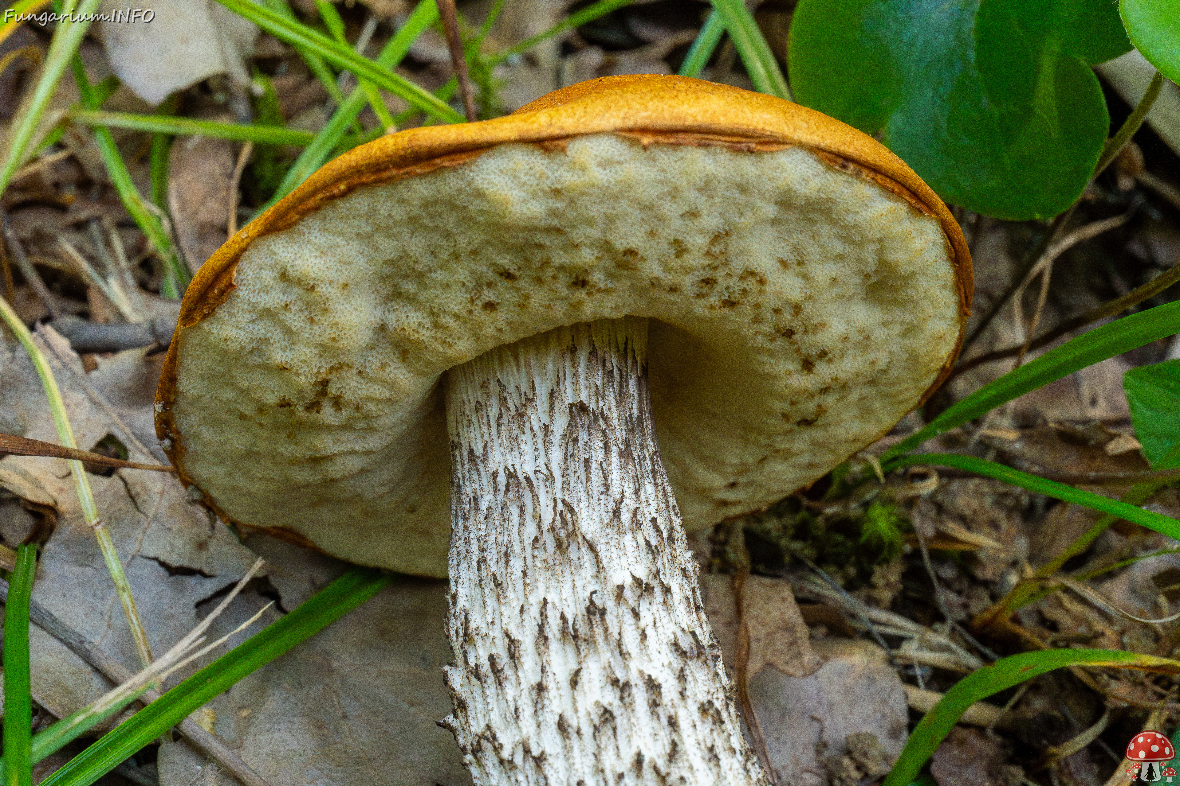 leccinum-albostipitatum_4-11 