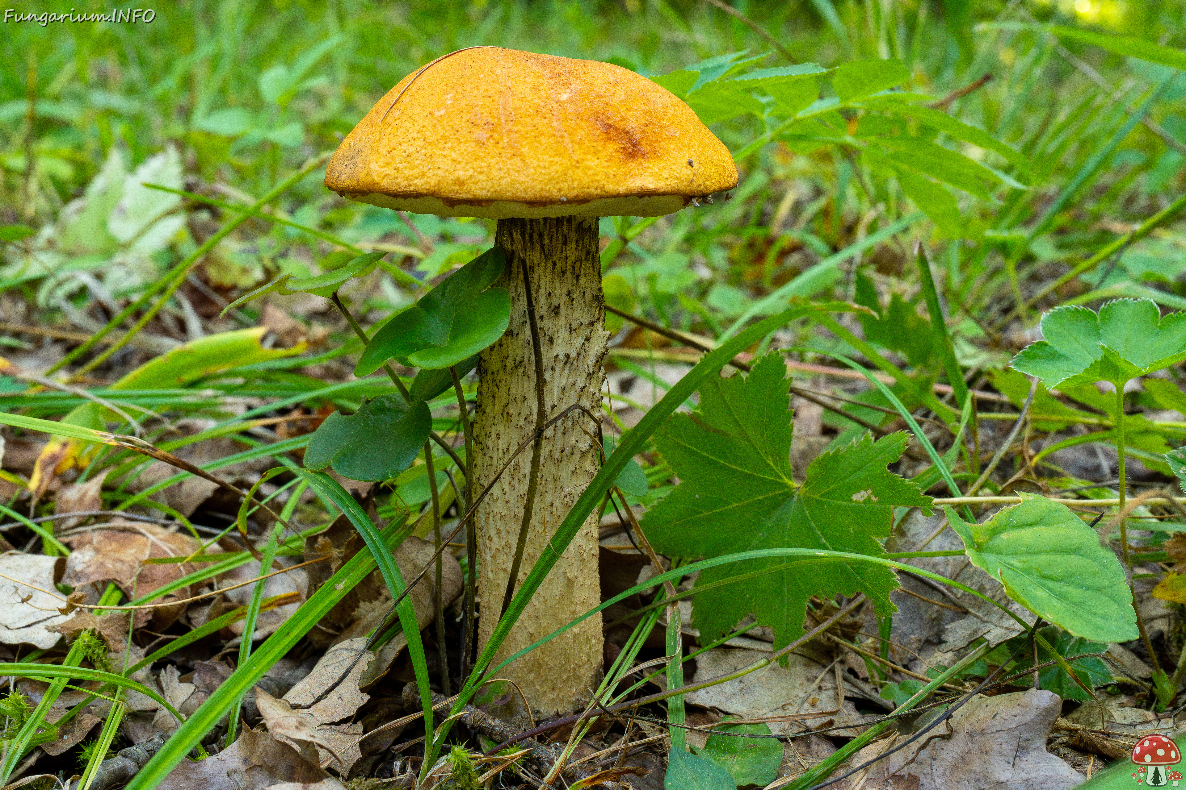 leccinum-albostipitatum_4-2 