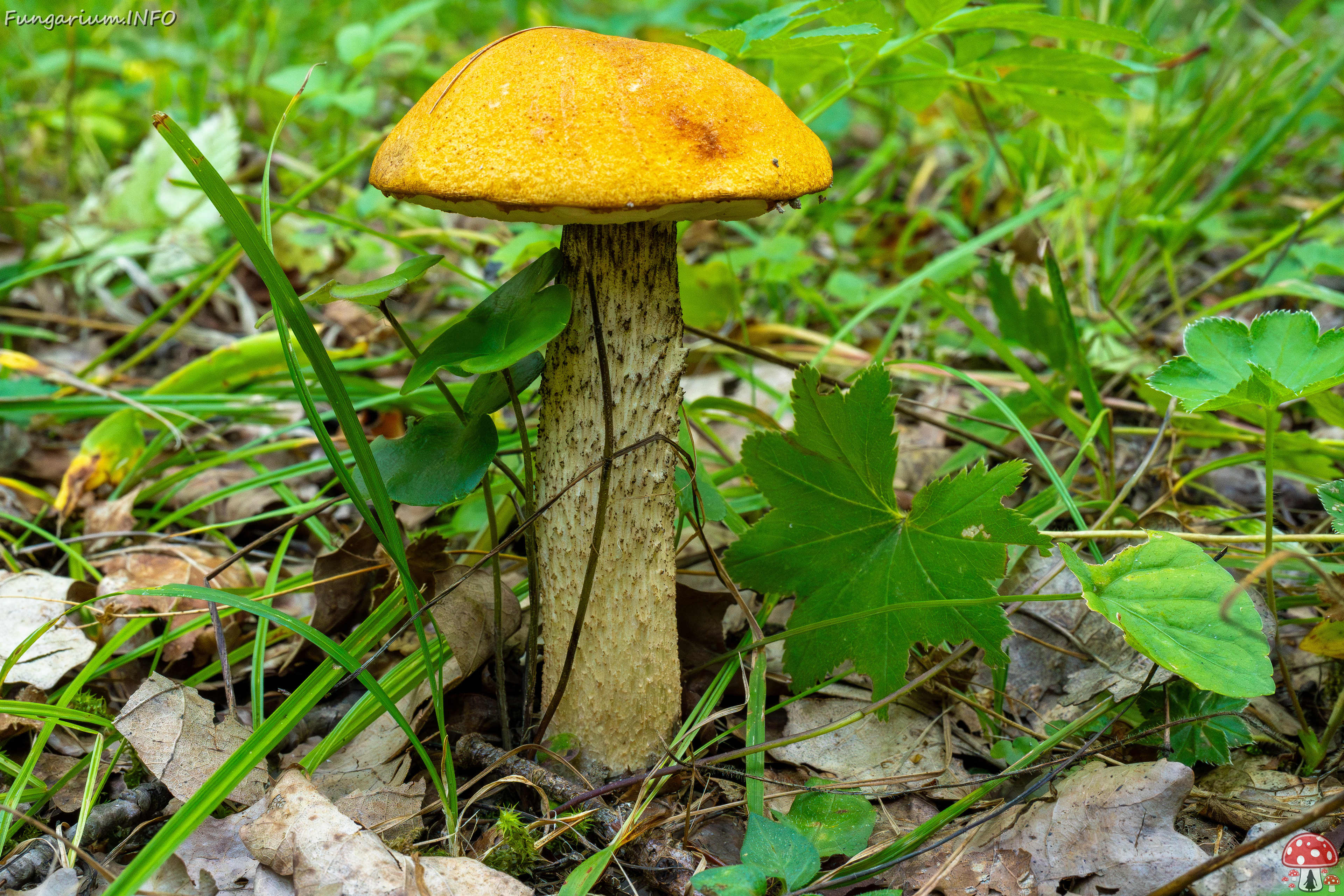 leccinum-albostipitatum_4-3 