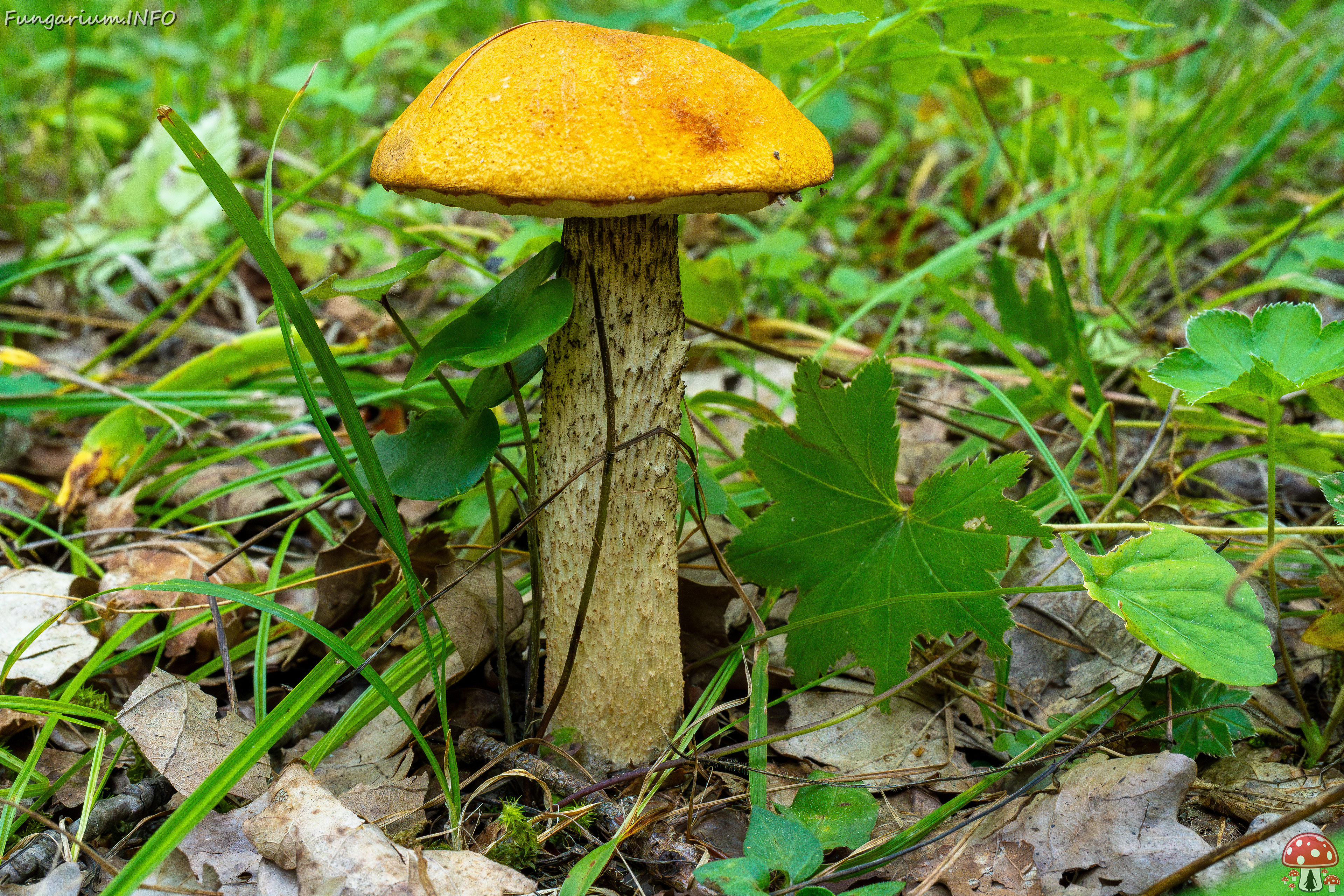 leccinum-albostipitatum_4-4 