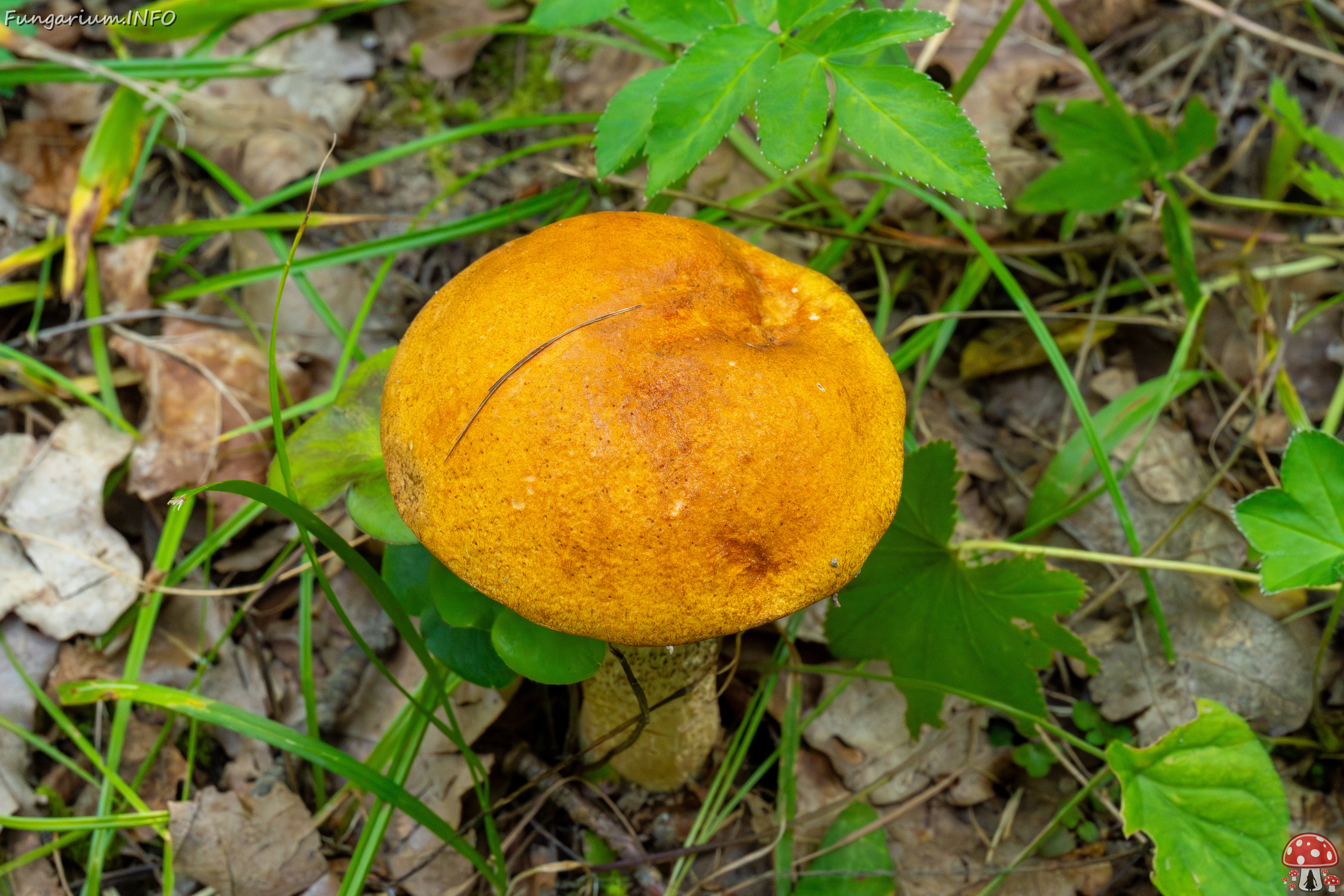 leccinum-albostipitatum_4-5 