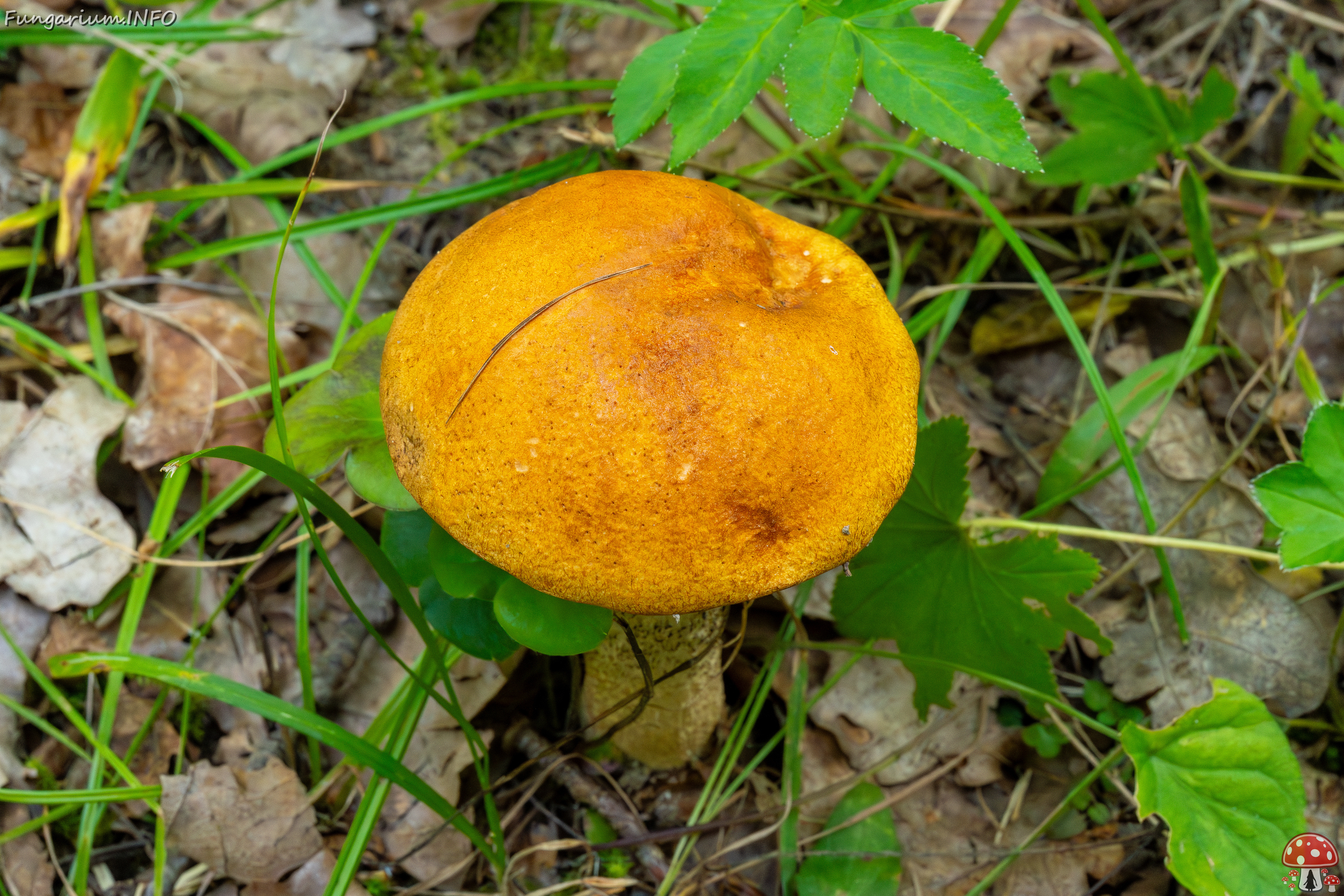 leccinum-albostipitatum_4-6 