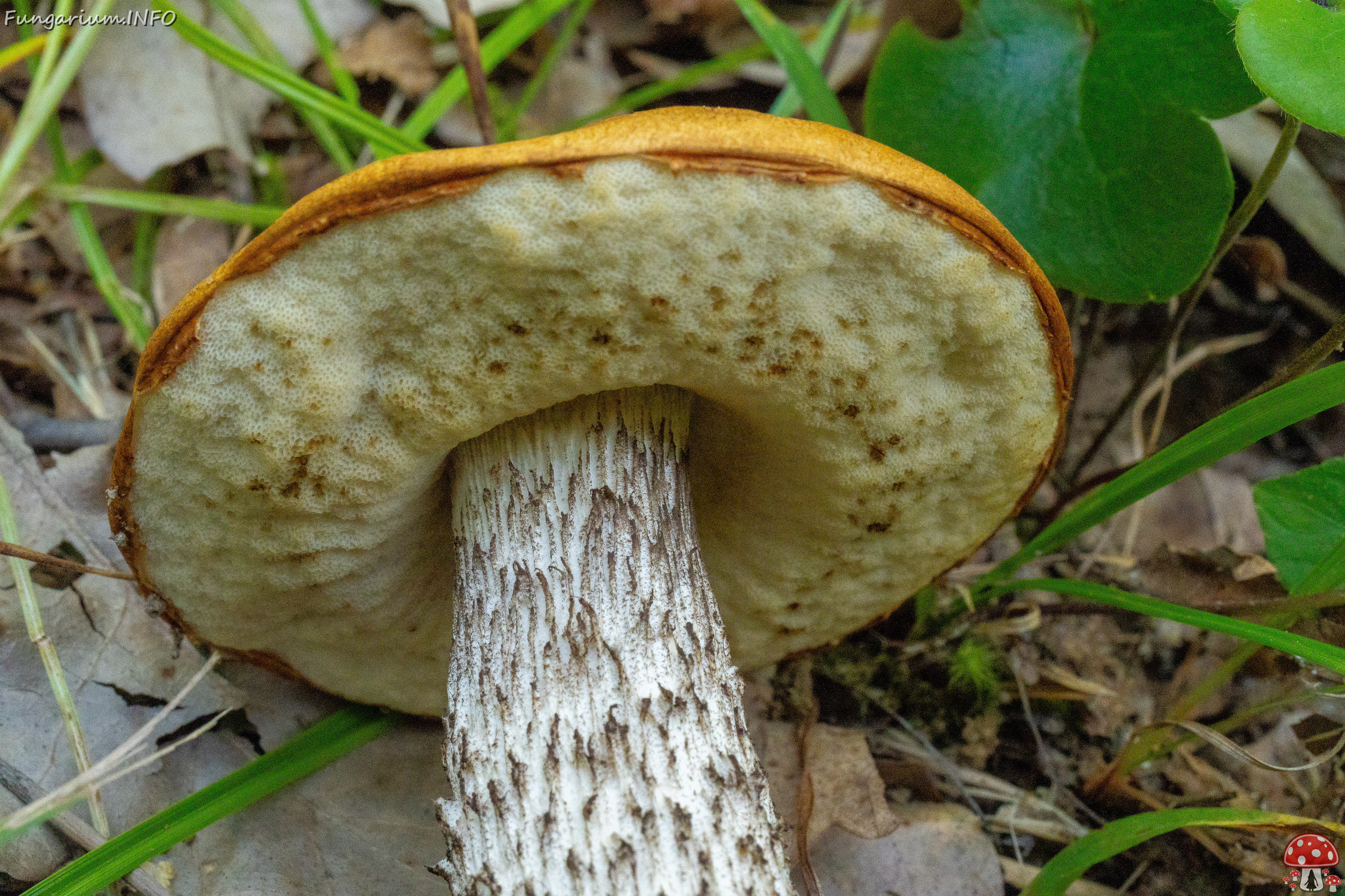 leccinum-albostipitatum_4-9 