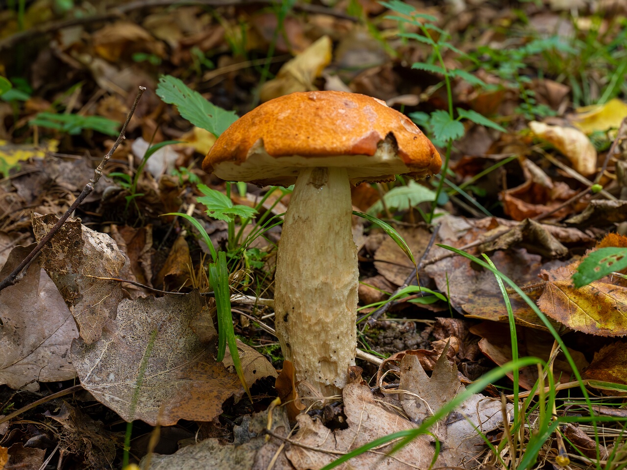 Leccinum albostipitatum _2026-09-19_1-3
