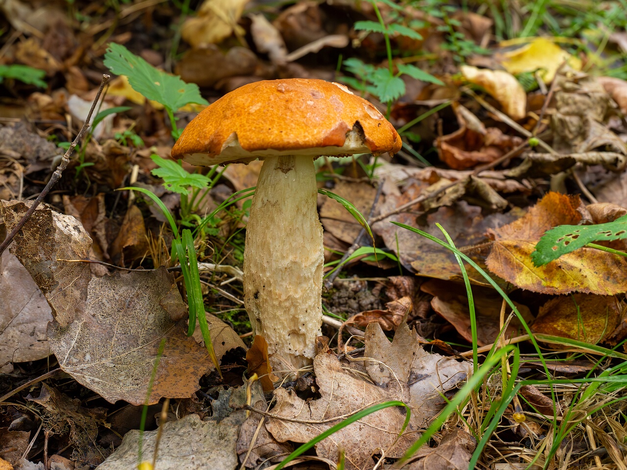 Leccinum albostipitatum _2026-09-19_1-4