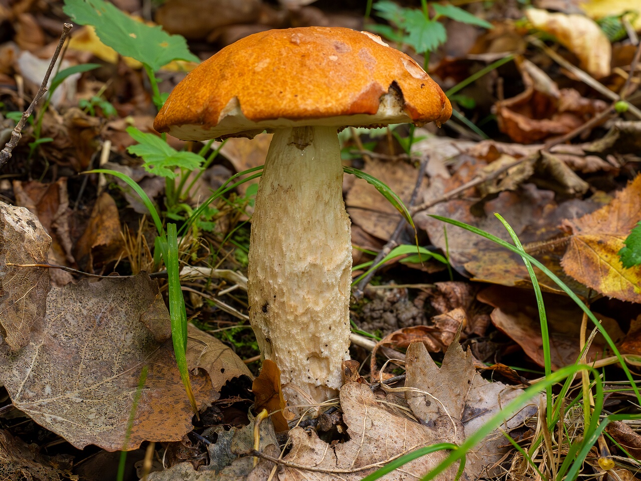 Leccinum albostipitatum _2026-09-19_1-5