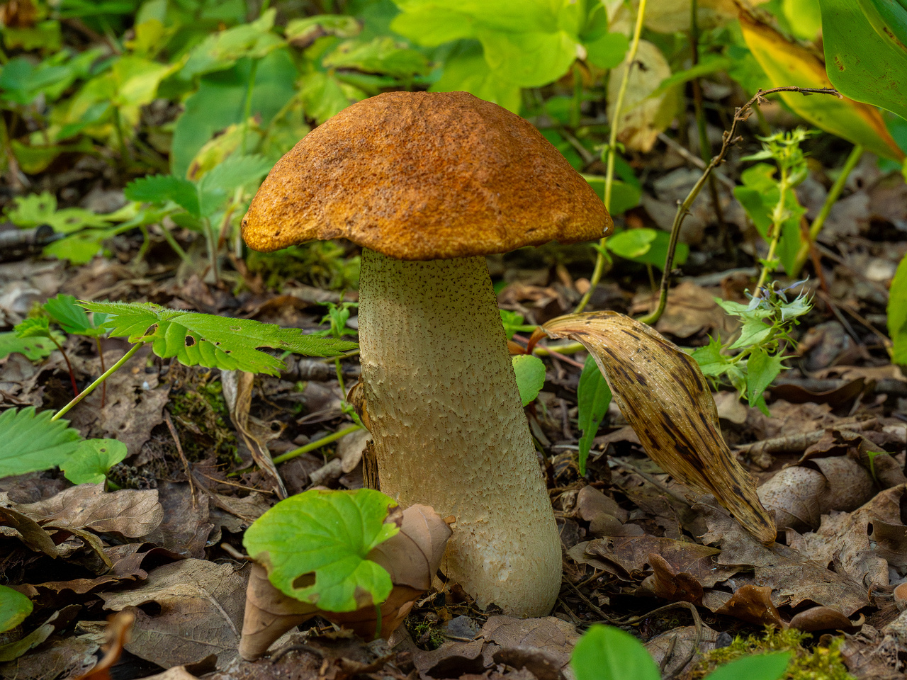 leccinum-albostipitatum_1-1