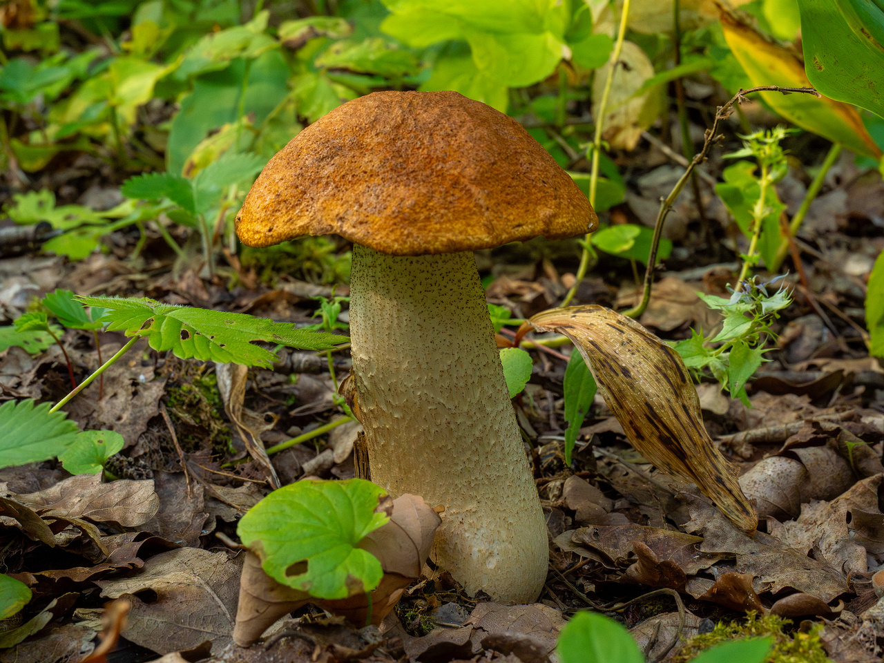 leccinum-albostipitatum_1-2