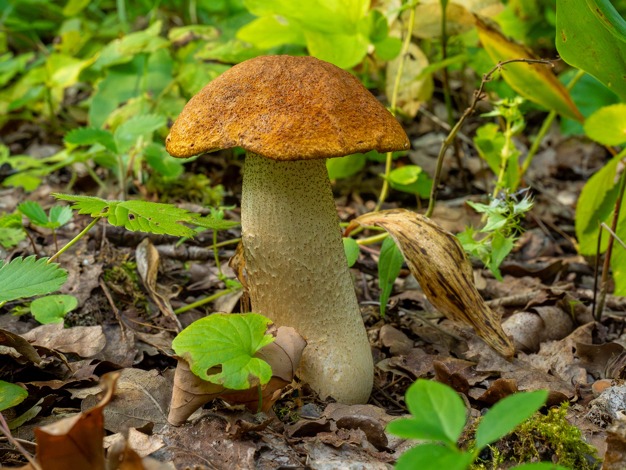 leccinum-albostipitatum_1-3