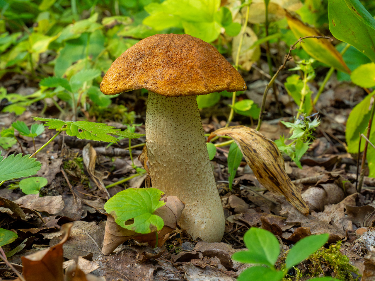 leccinum-albostipitatum_1-4