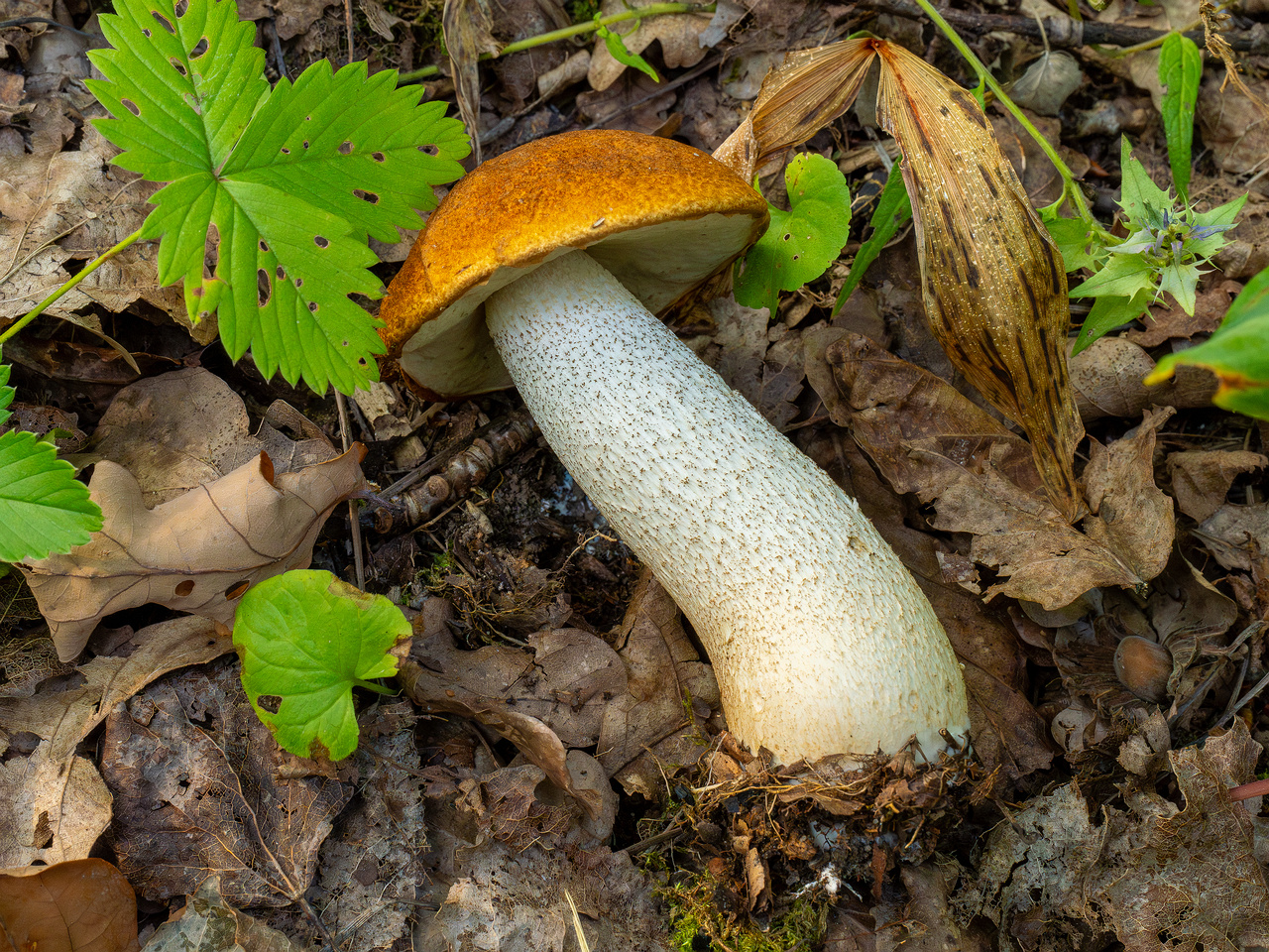 leccinum-albostipitatum_1-5