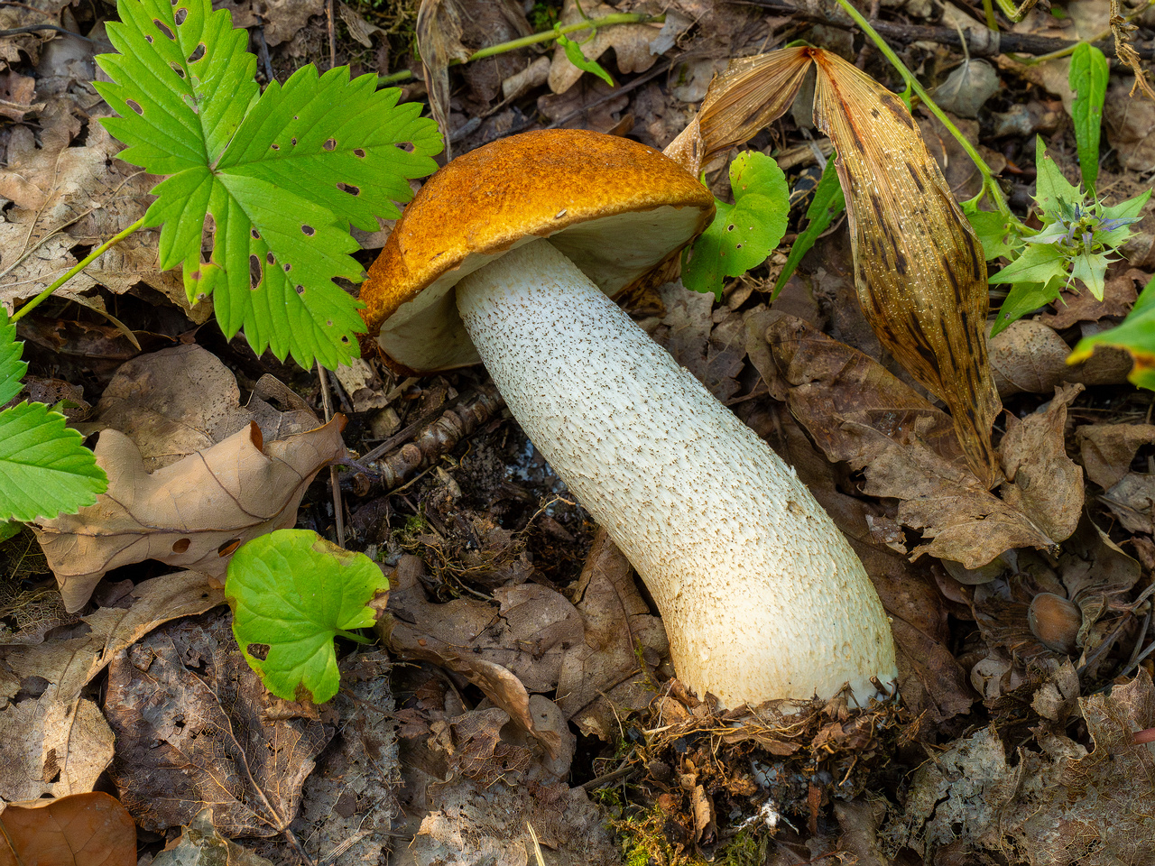 leccinum-albostipitatum_1-6