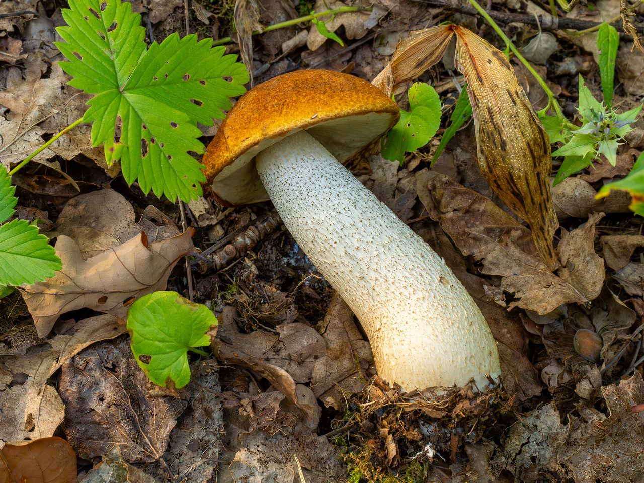 leccinum-albostipitatum_1-7