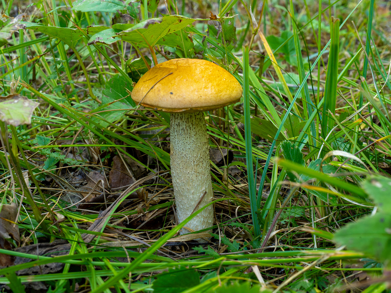 leccinum-albostipitatum_2-1