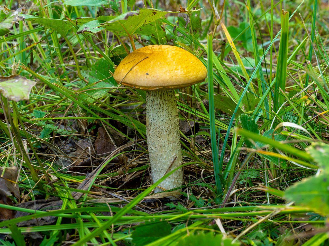 leccinum-albostipitatum_2-2