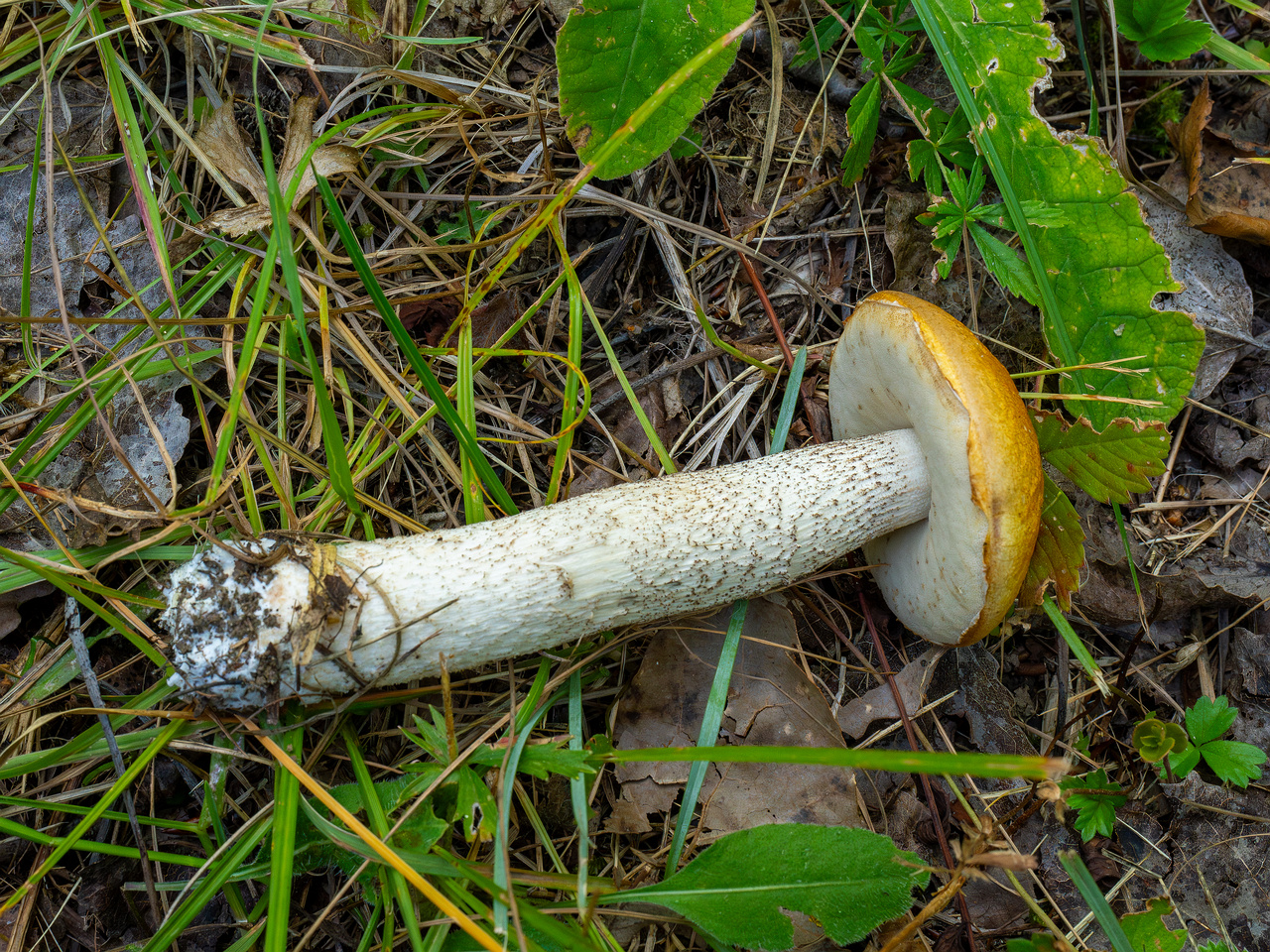 leccinum-albostipitatum_2-8