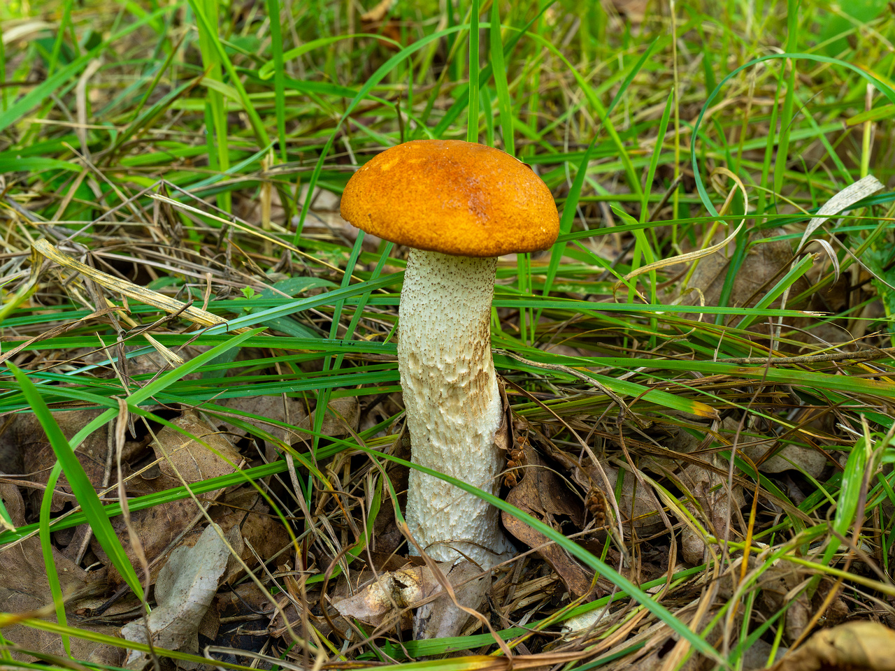 leccinum-albostipitatum_3-1