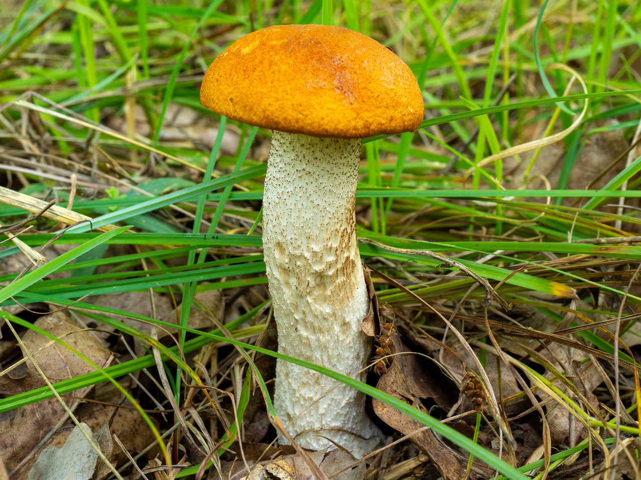 leccinum-albostipitatum_3-2