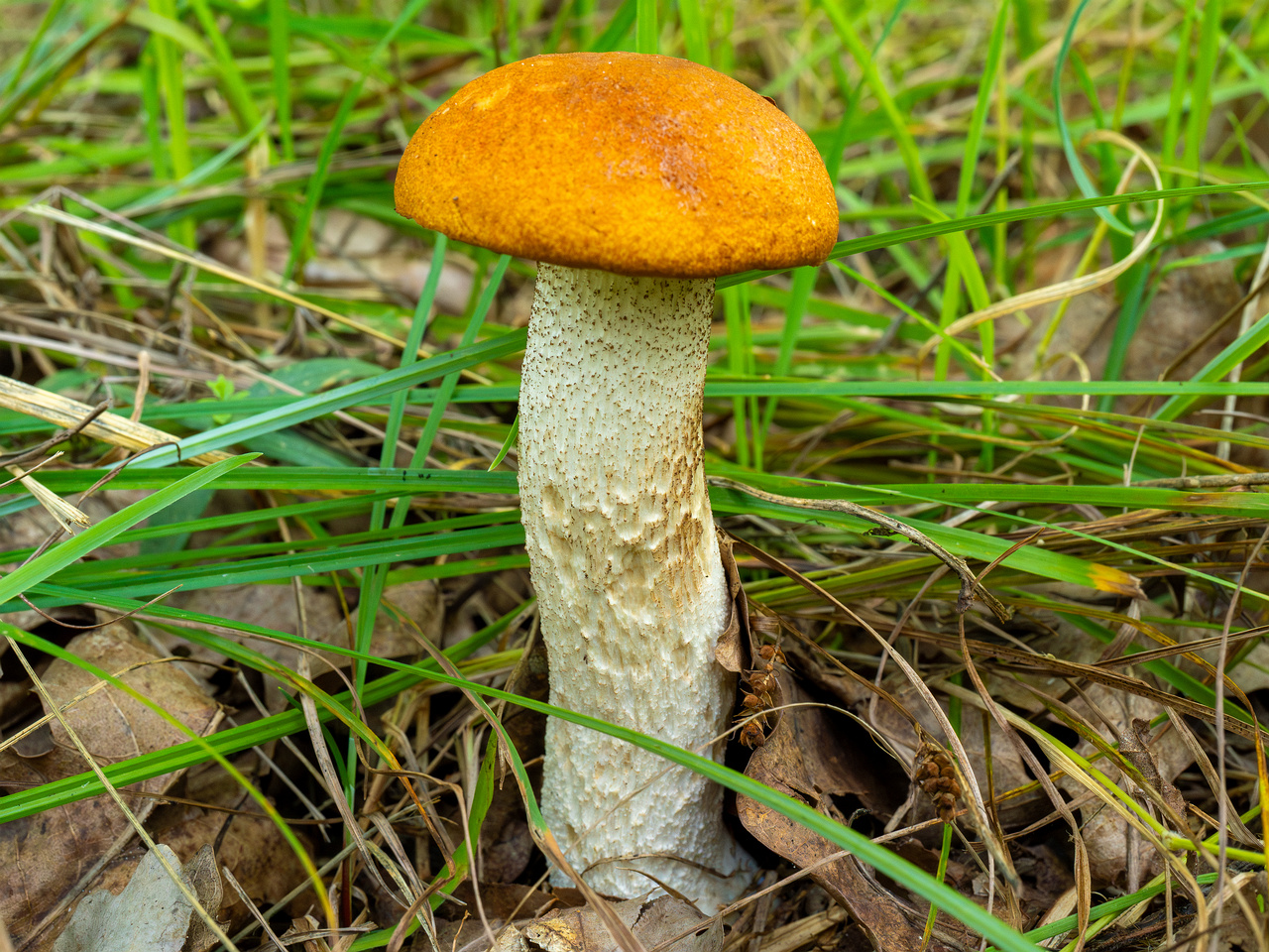 leccinum-albostipitatum_3-3