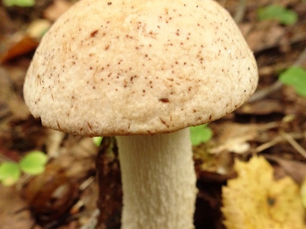 Подосиновик белый - Leccinum percandidum