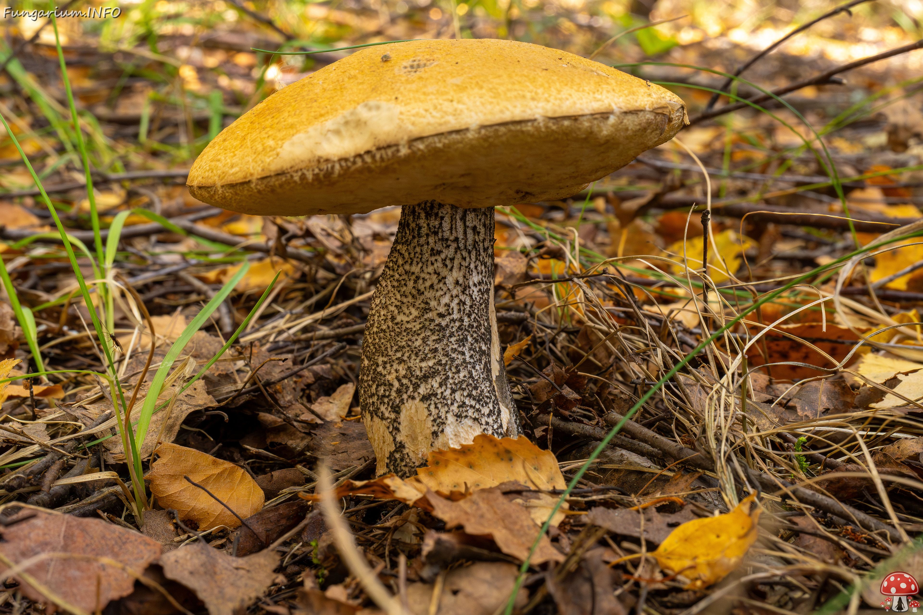 !leccinum-versipelle_1-2 