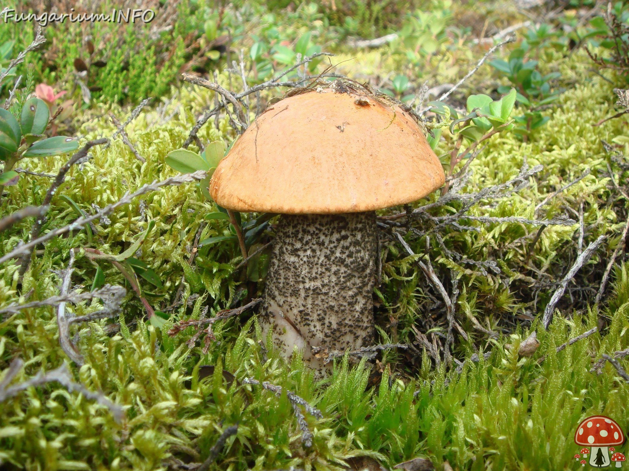 fungi-0000261 