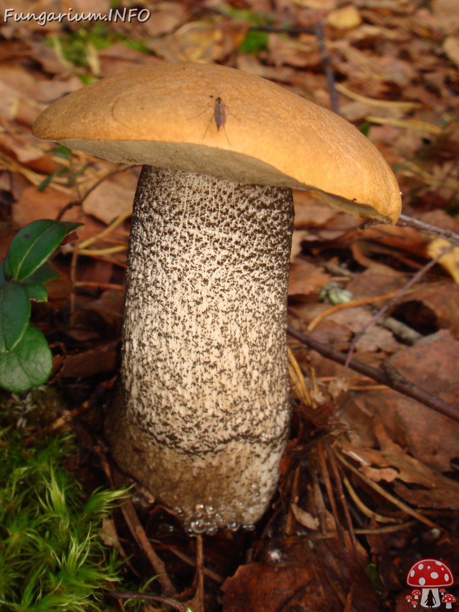 fungi-0004559 