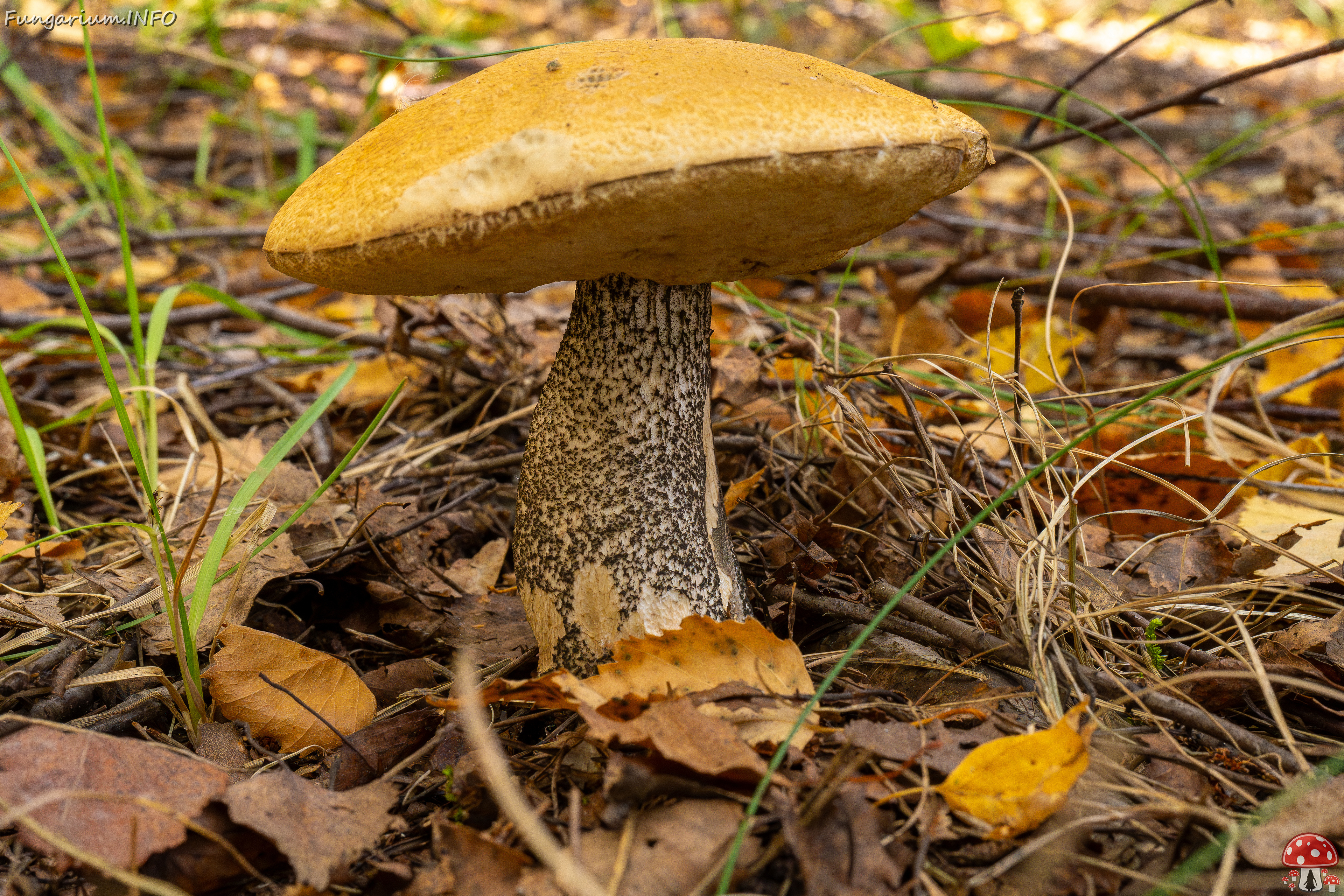 leccinum-versipelle_1-1 