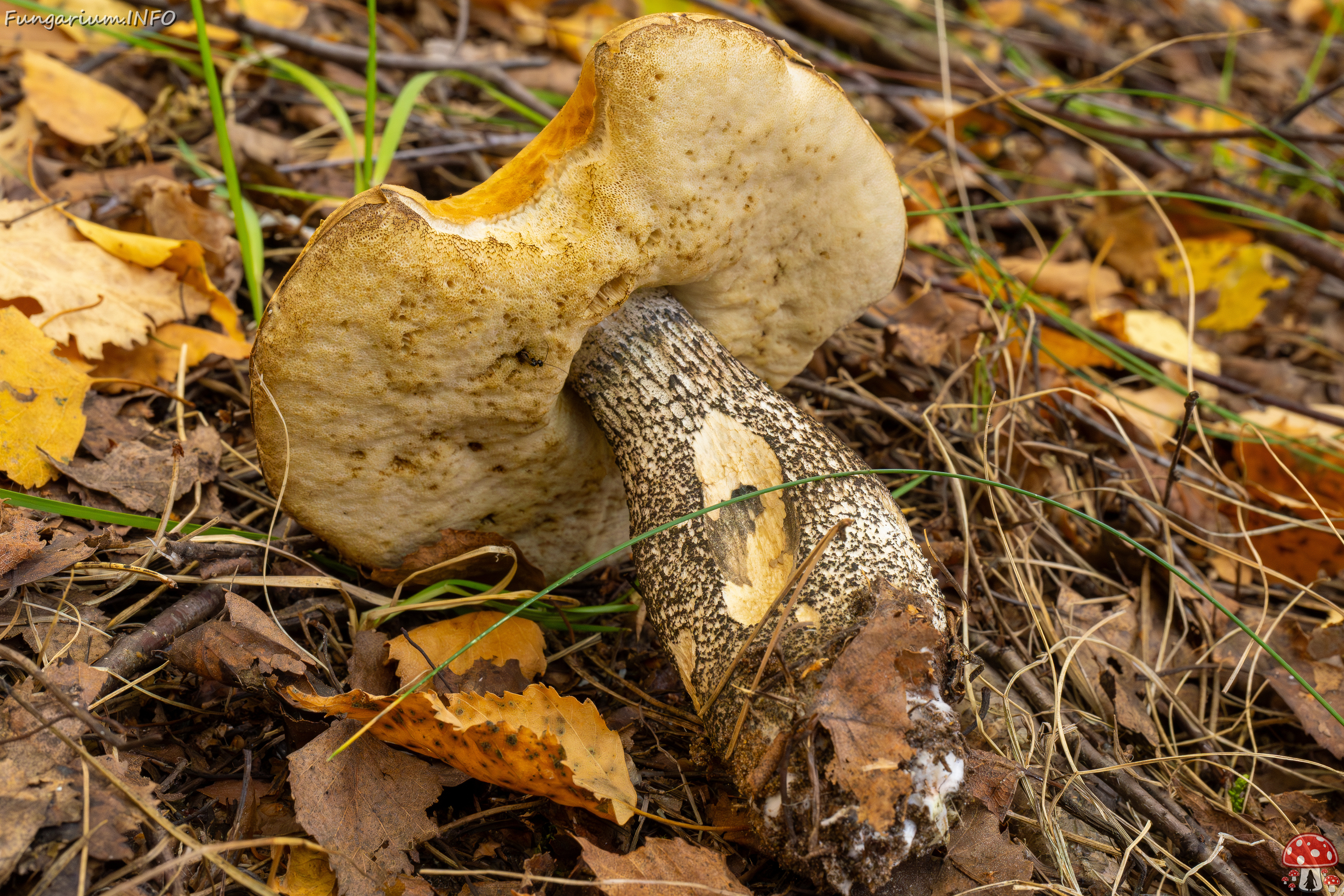 leccinum-versipelle_1-10 