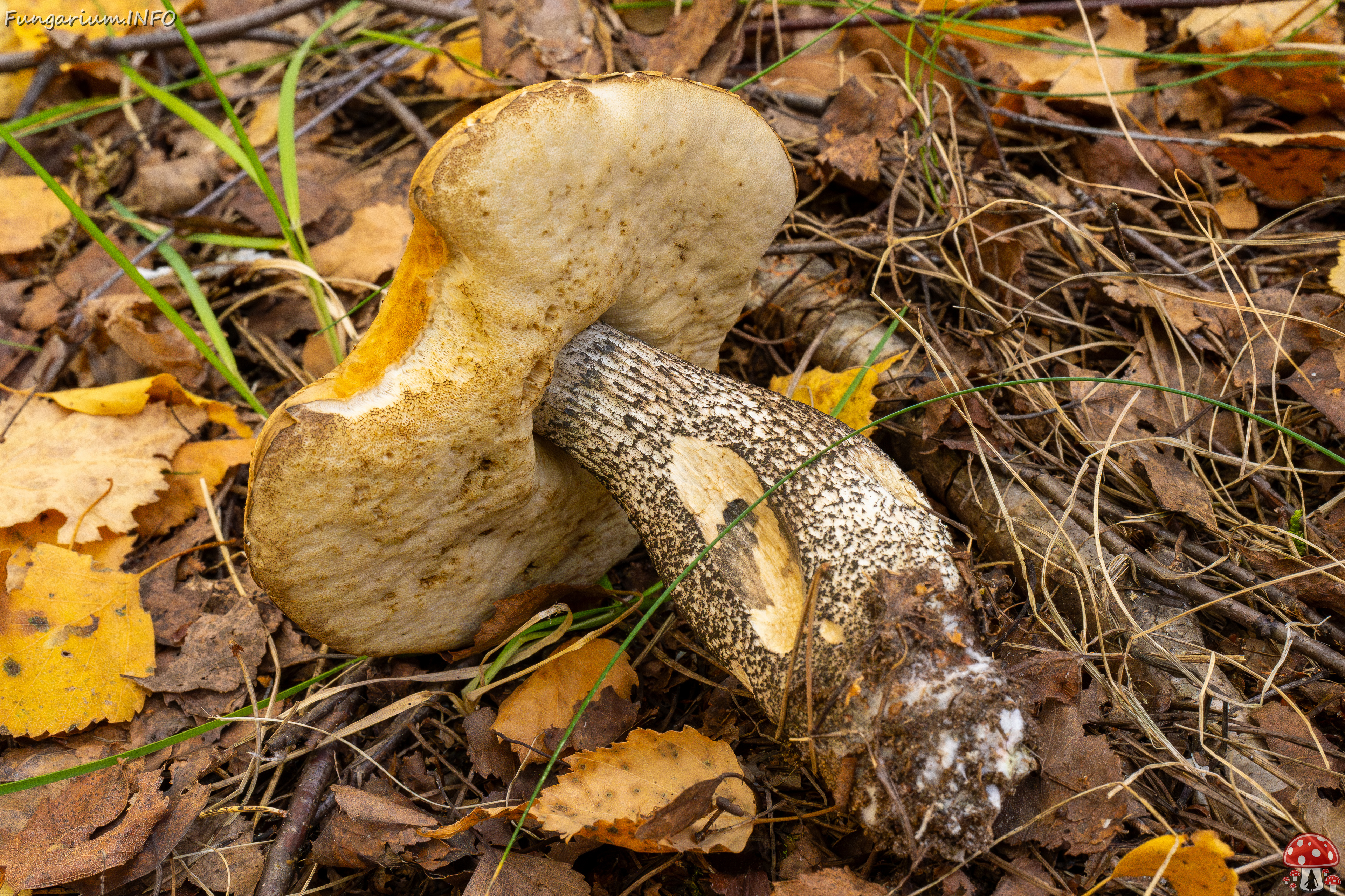 leccinum-versipelle_1-16 