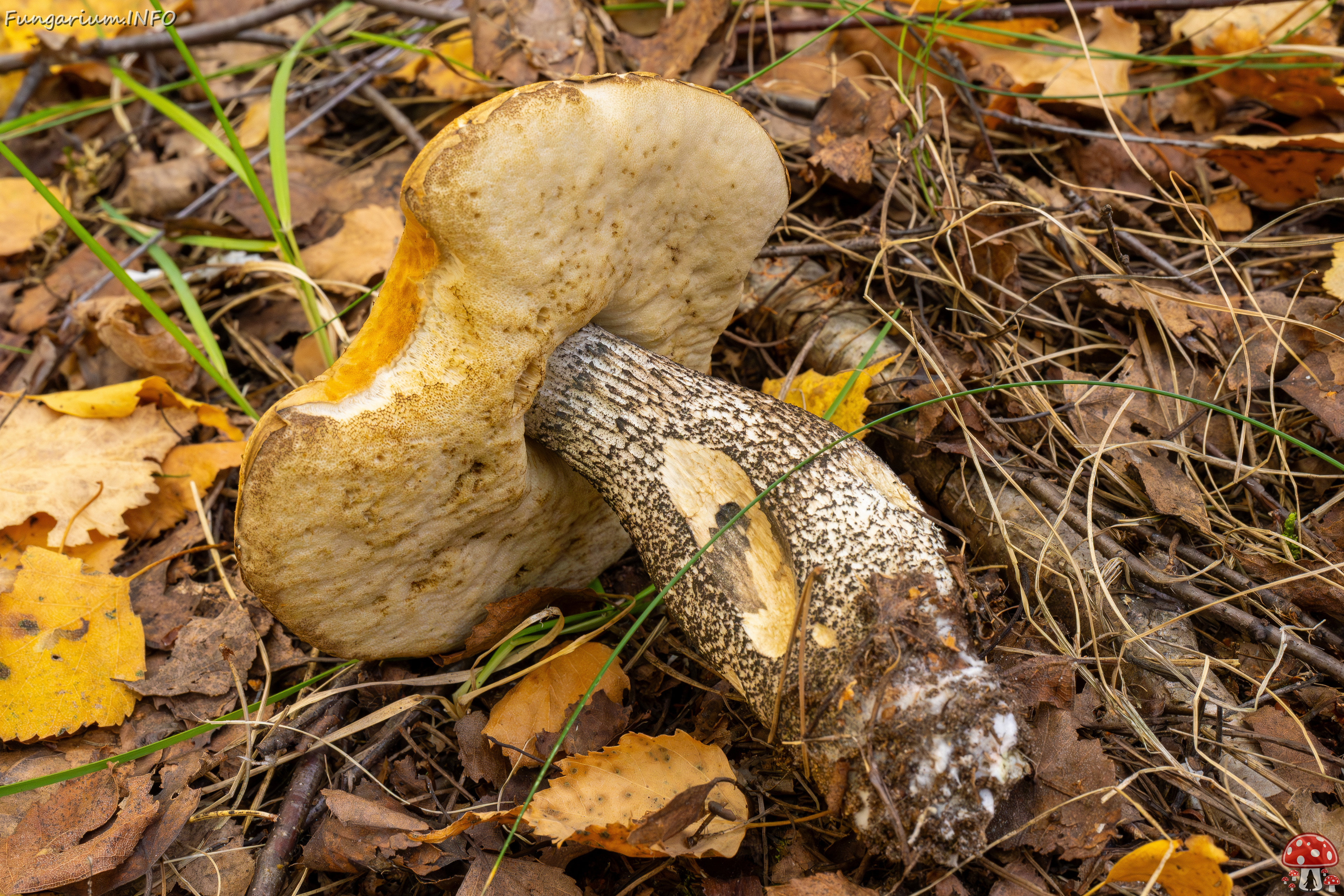 leccinum-versipelle_1-17 