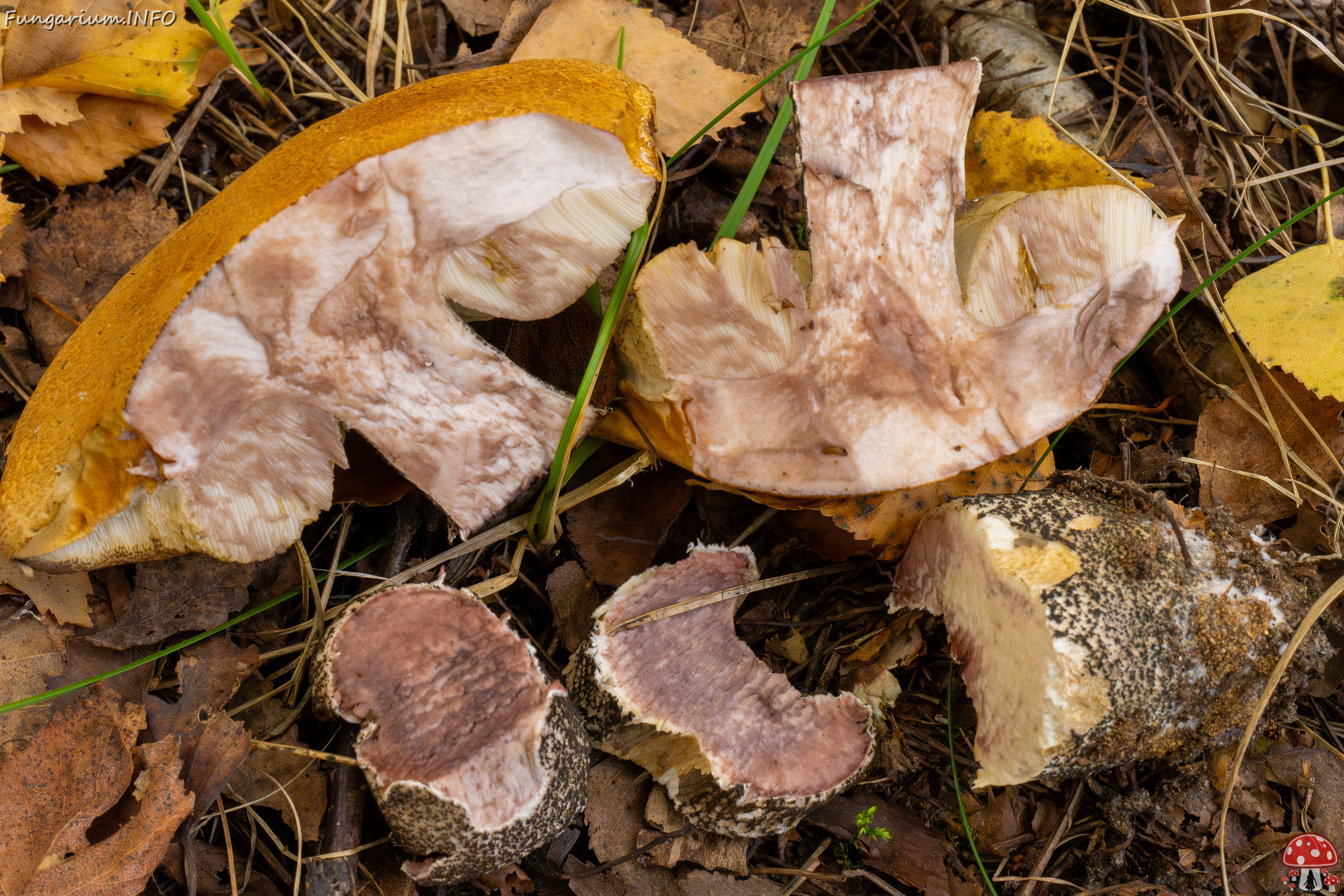 leccinum-versipelle_1-21 
