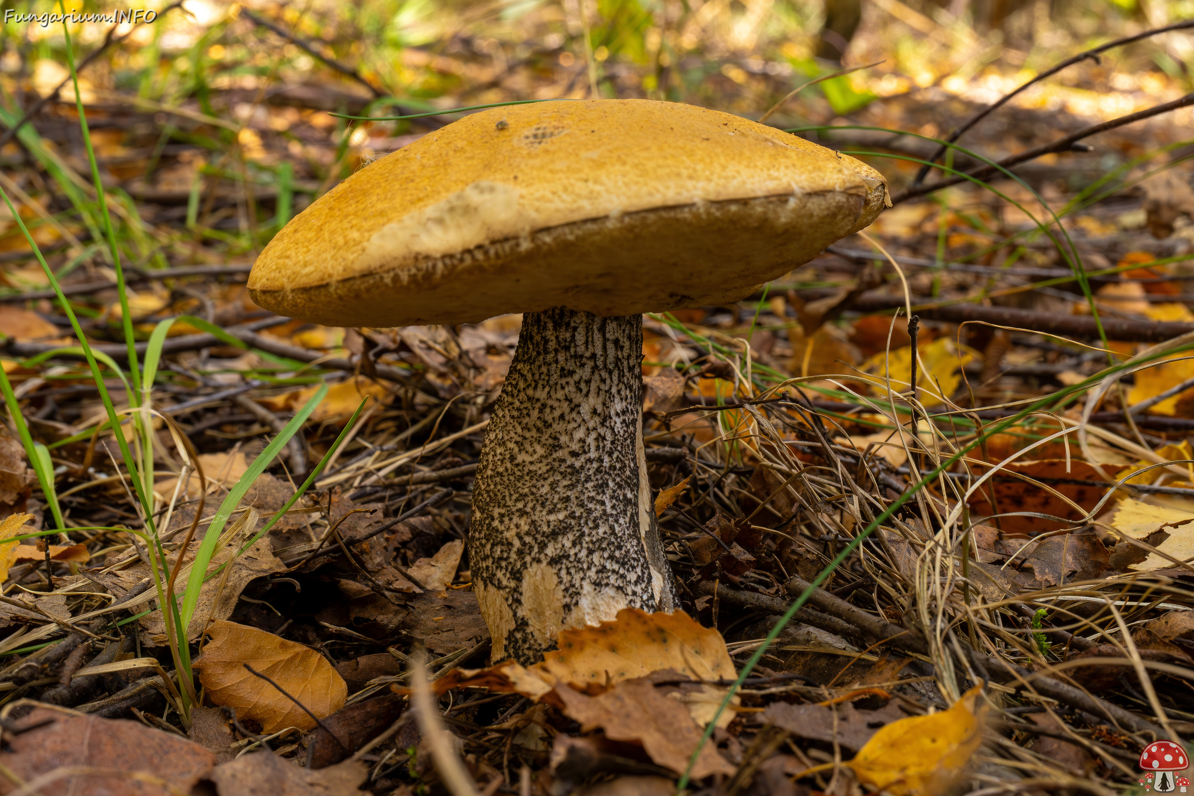 leccinum-versipelle_1-3 