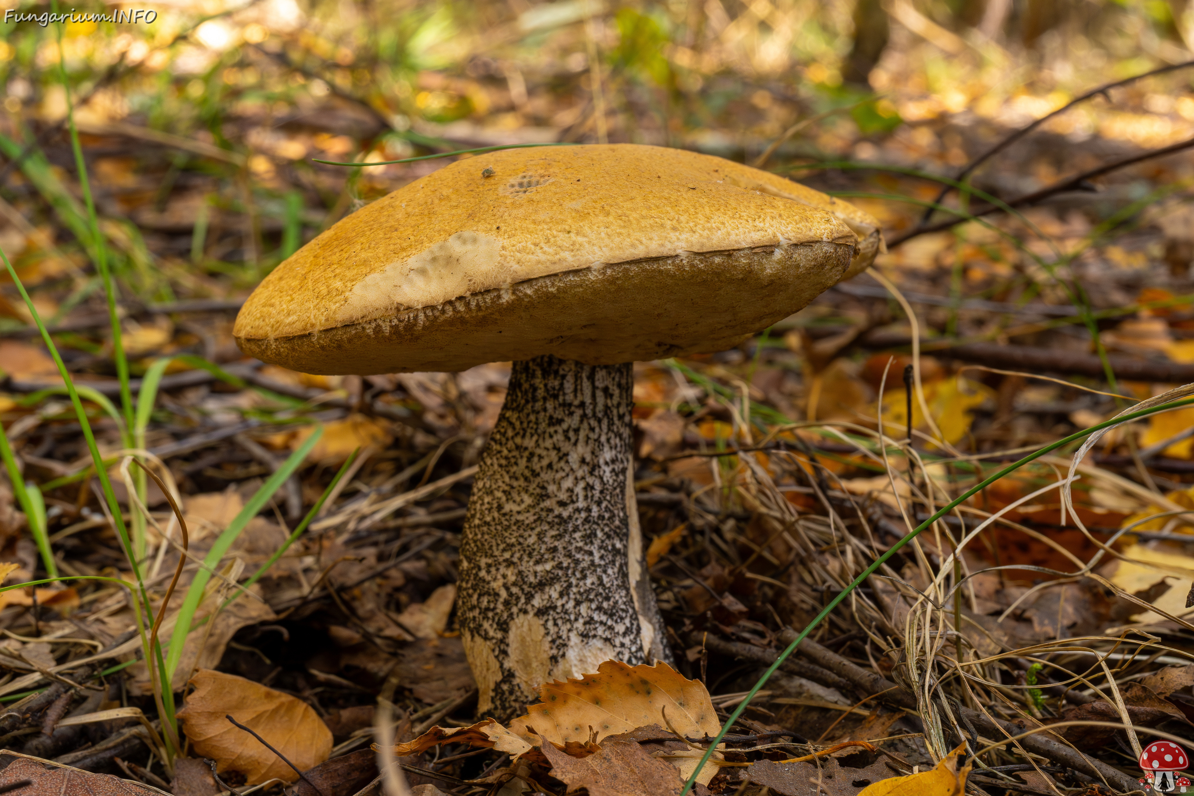 leccinum-versipelle_1-4 