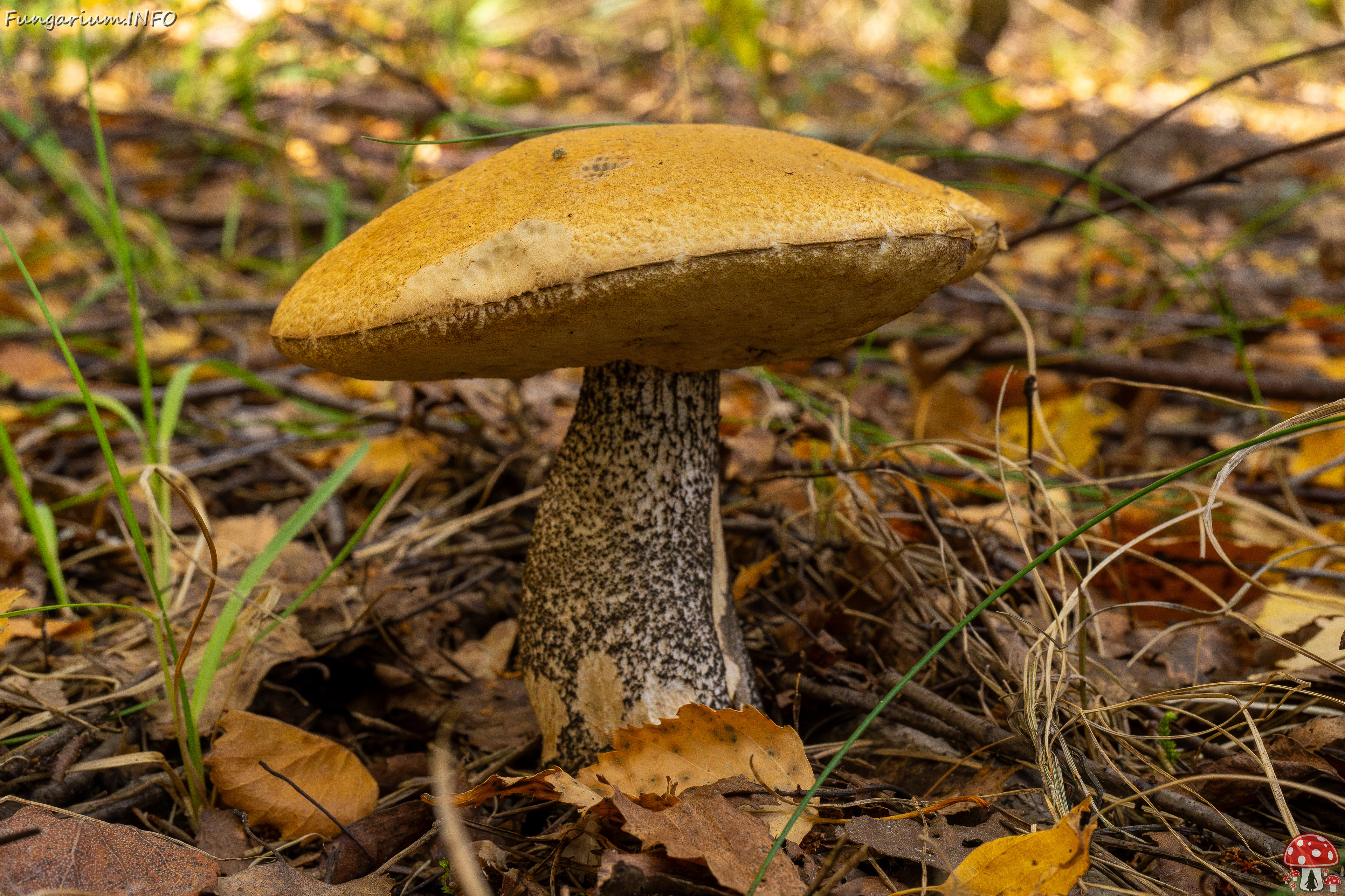 leccinum-versipelle_1-5 