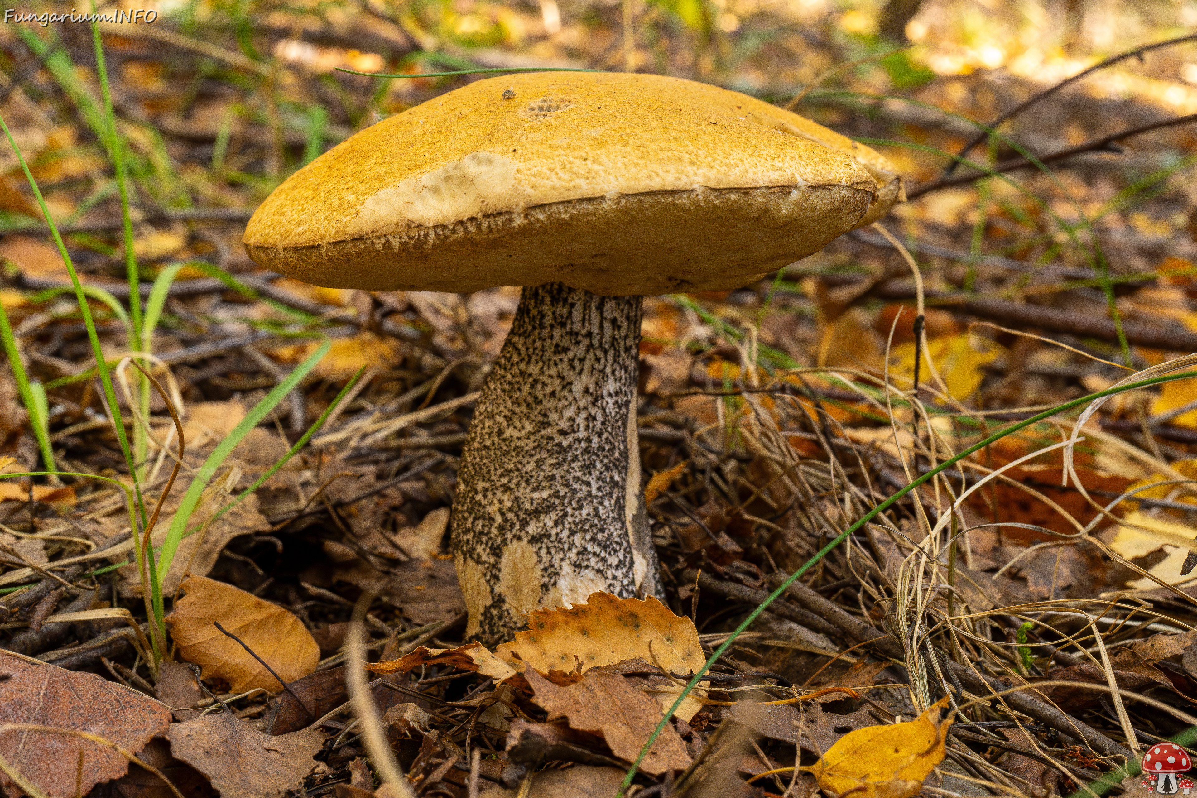 leccinum-versipelle_1-7 