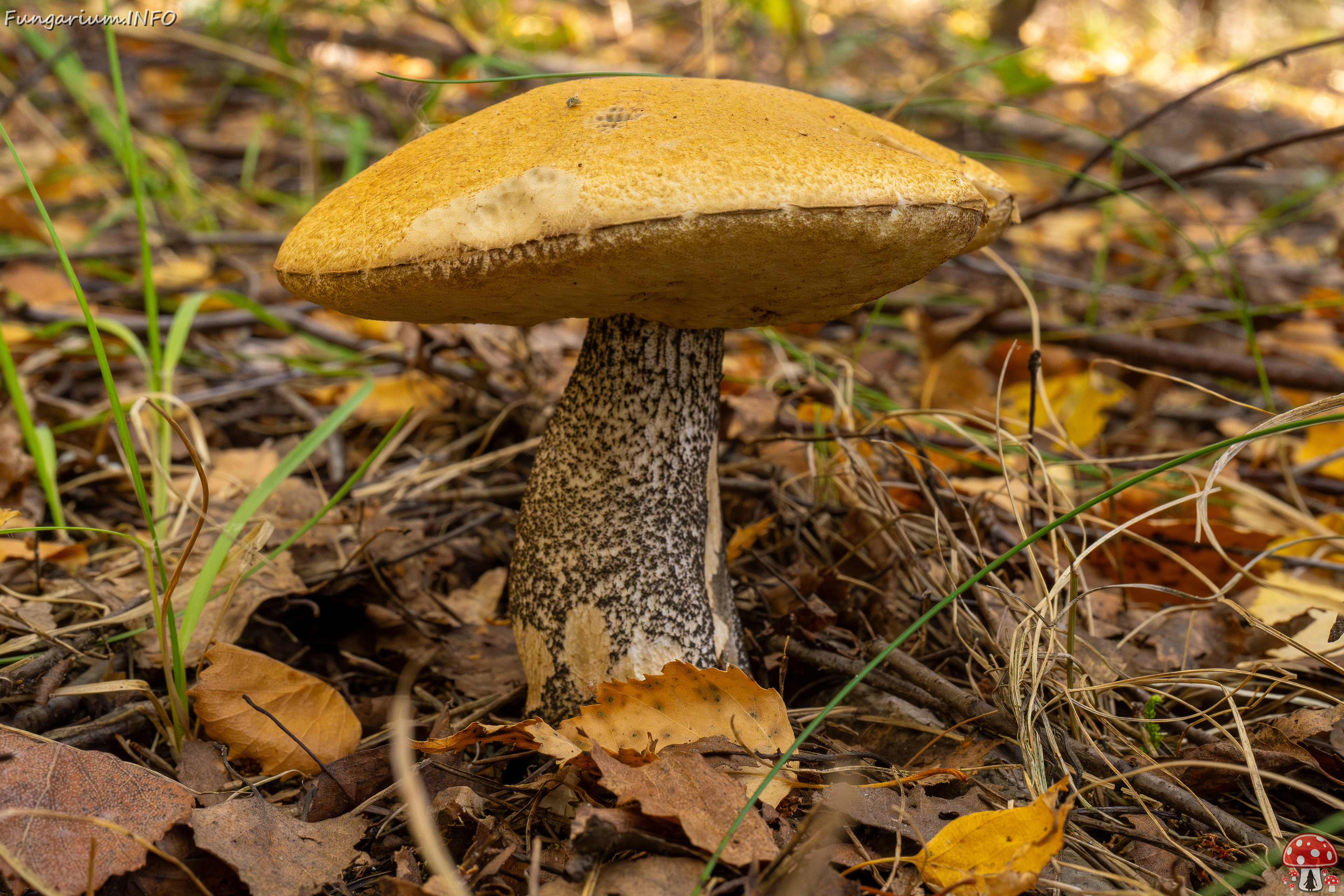 leccinum-versipelle_1-8 