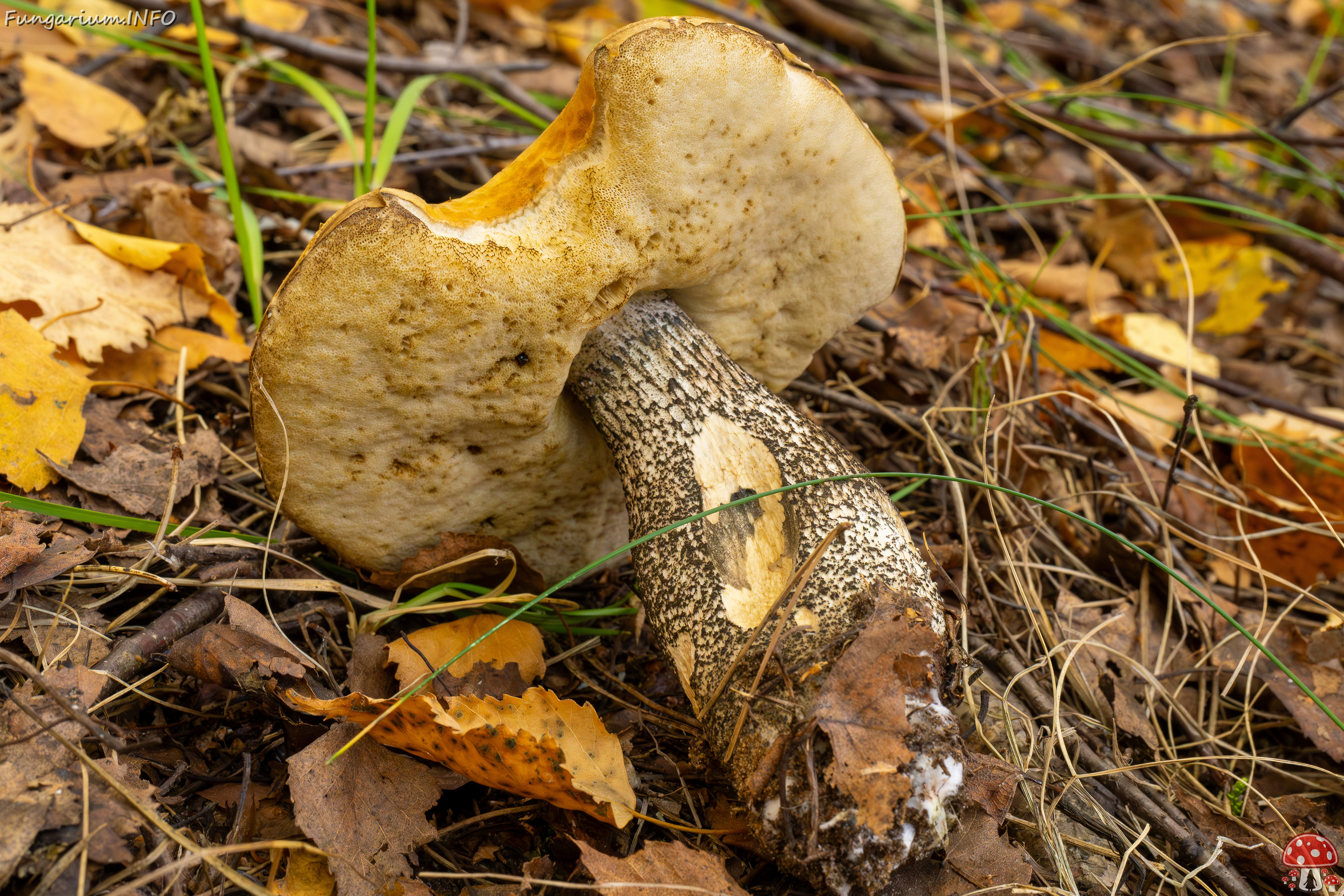 leccinum-versipelle_1-9 