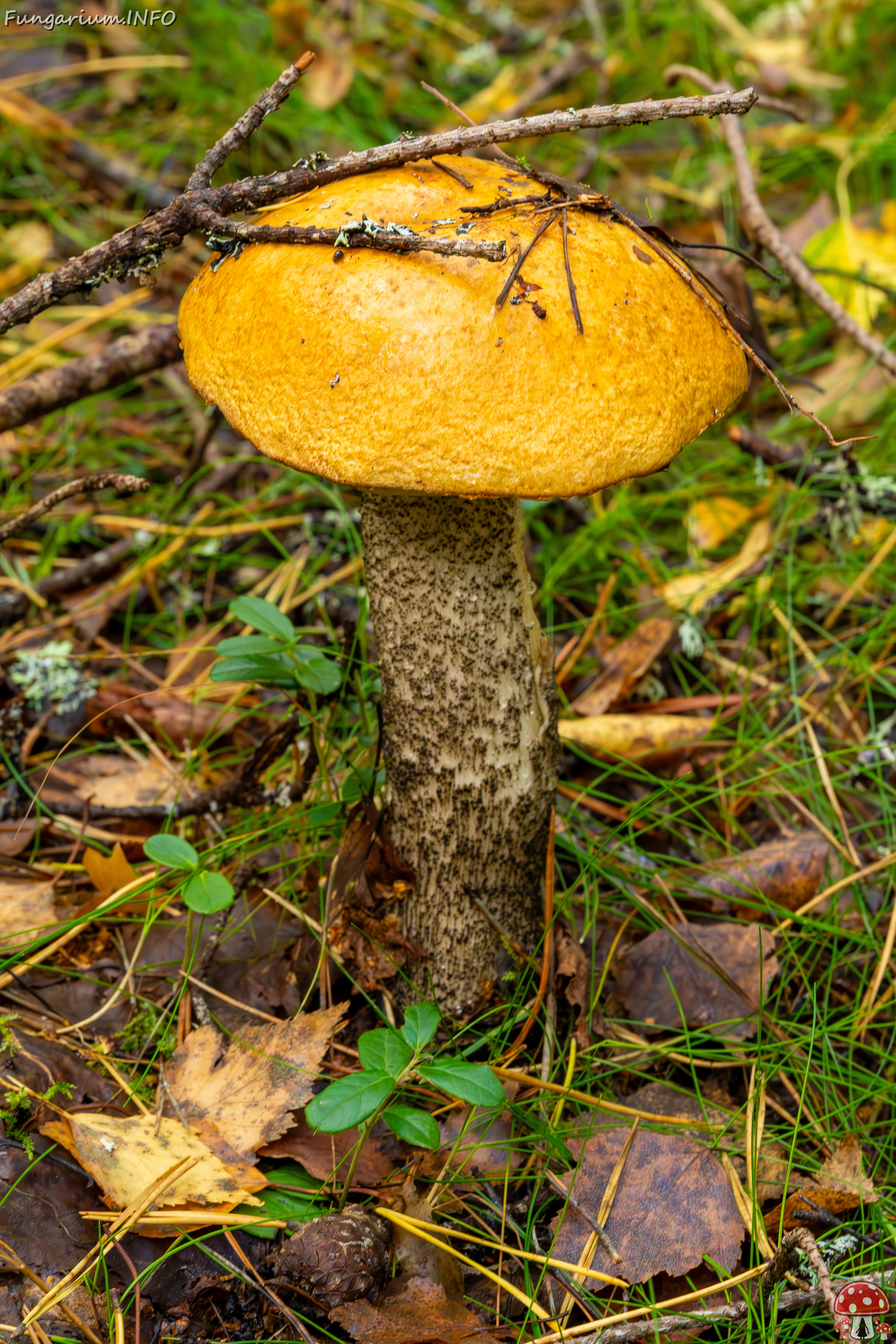 leccinum-versipelle_2023-09-14_1-1 