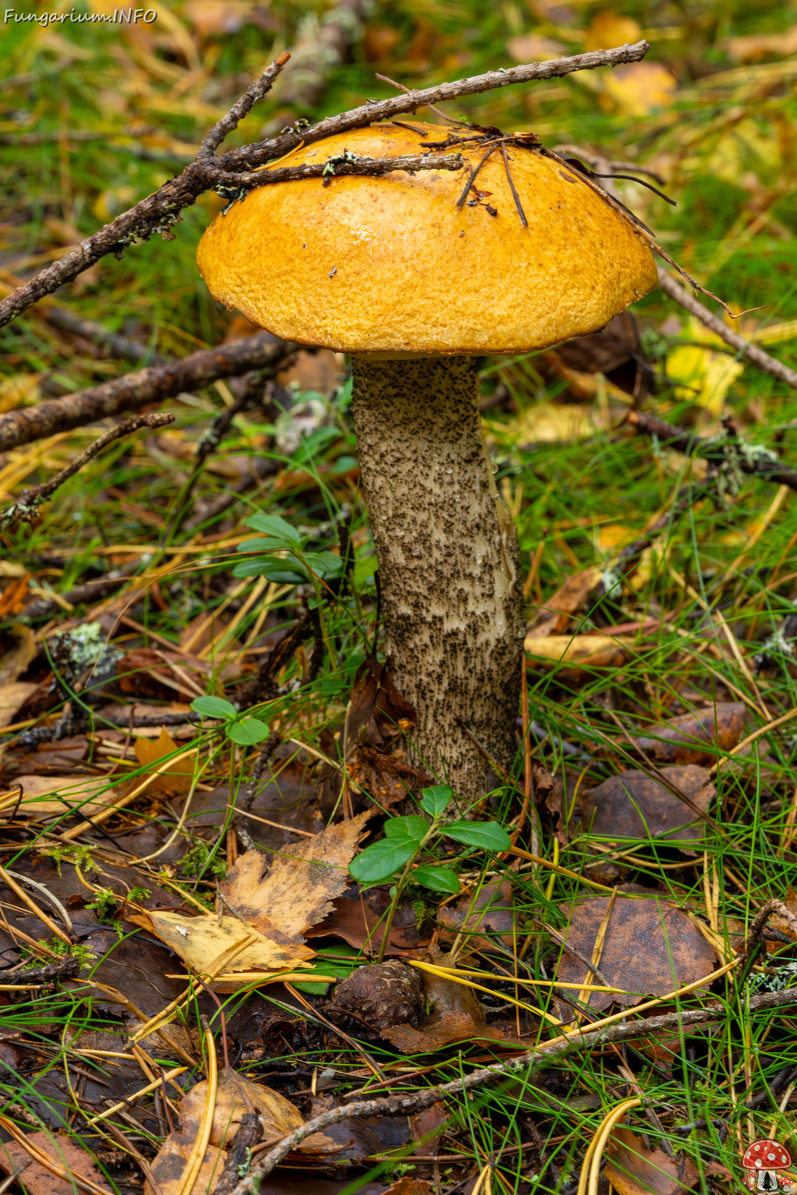 leccinum-versipelle_2023-09-14_1-2 